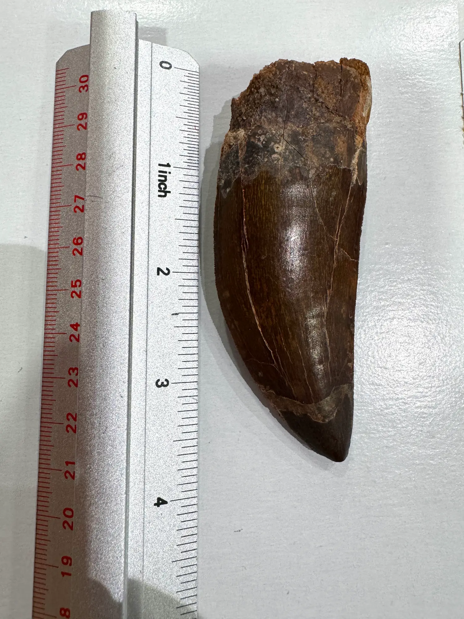 African T-Rex Carcharodontosaurus Good Serrations 14