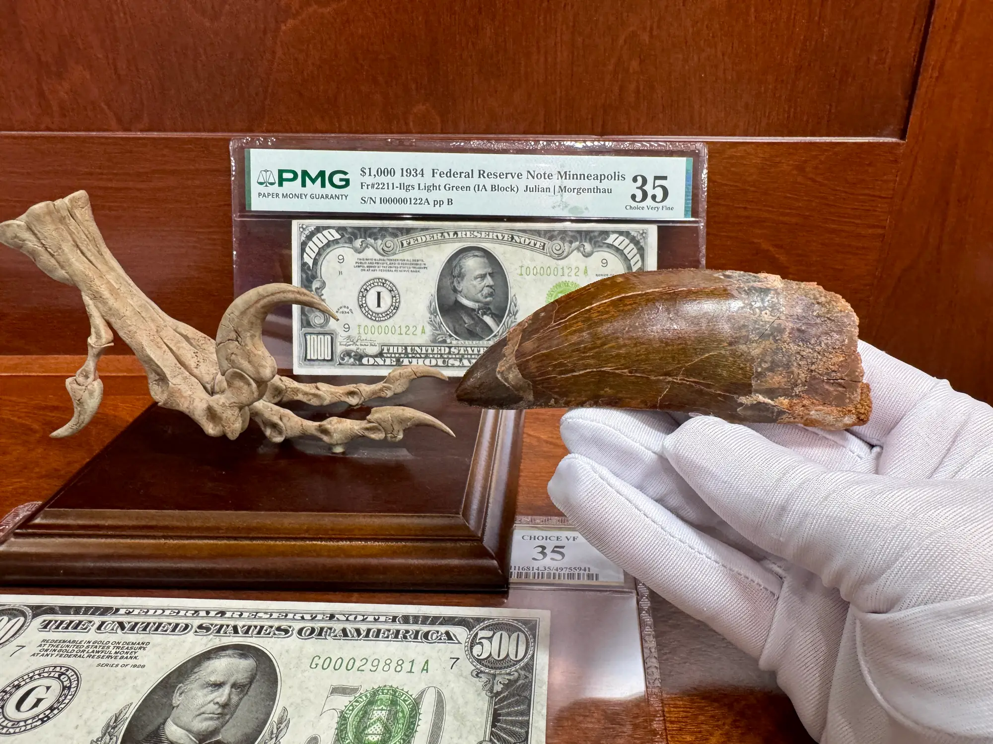 African T-Rex Carcharodontosaurus Good Serrations 15