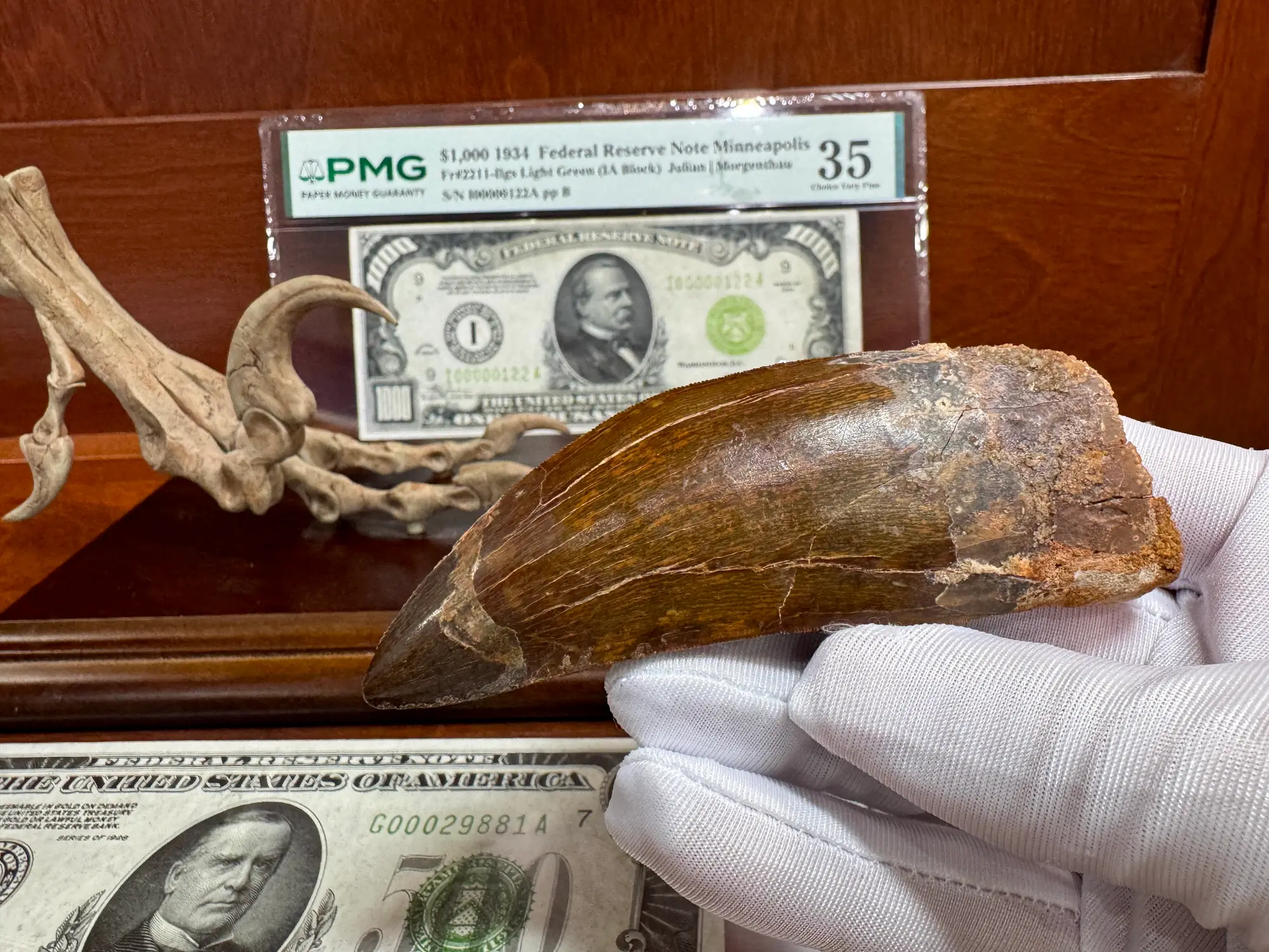 African T-Rex Carcharodontosaurus Good Serrations 7