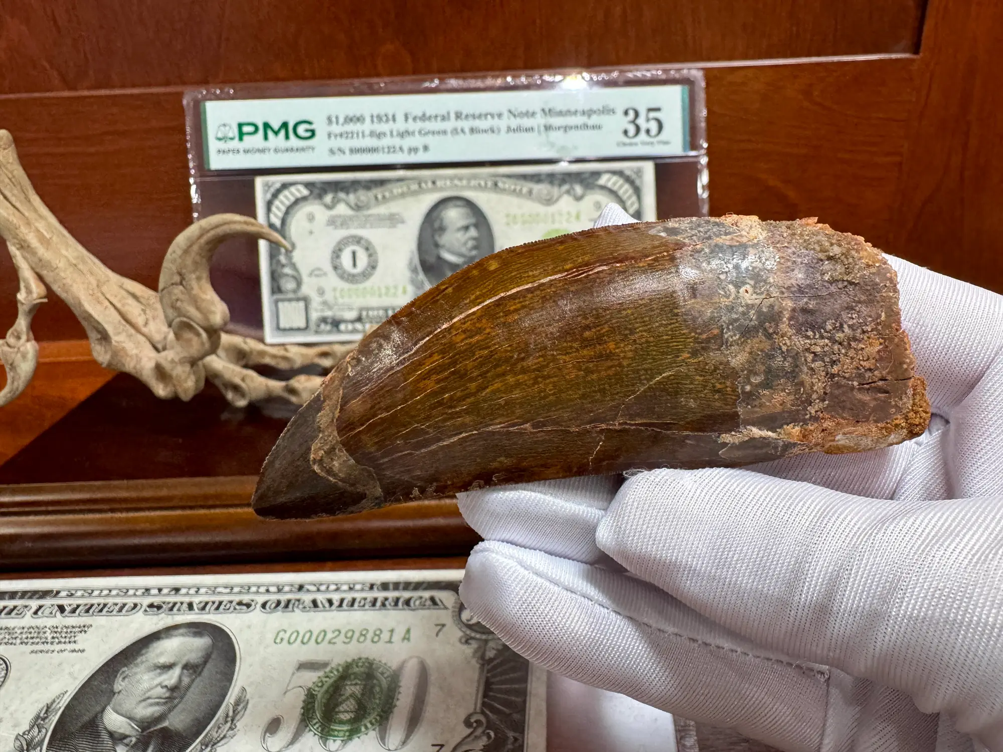 African T-Rex Carcharodontosaurus Good Serrations 5