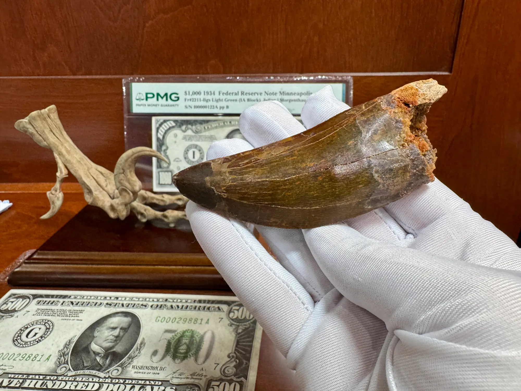 African T-Rex Carcharodontosaurus Good Serrations 6