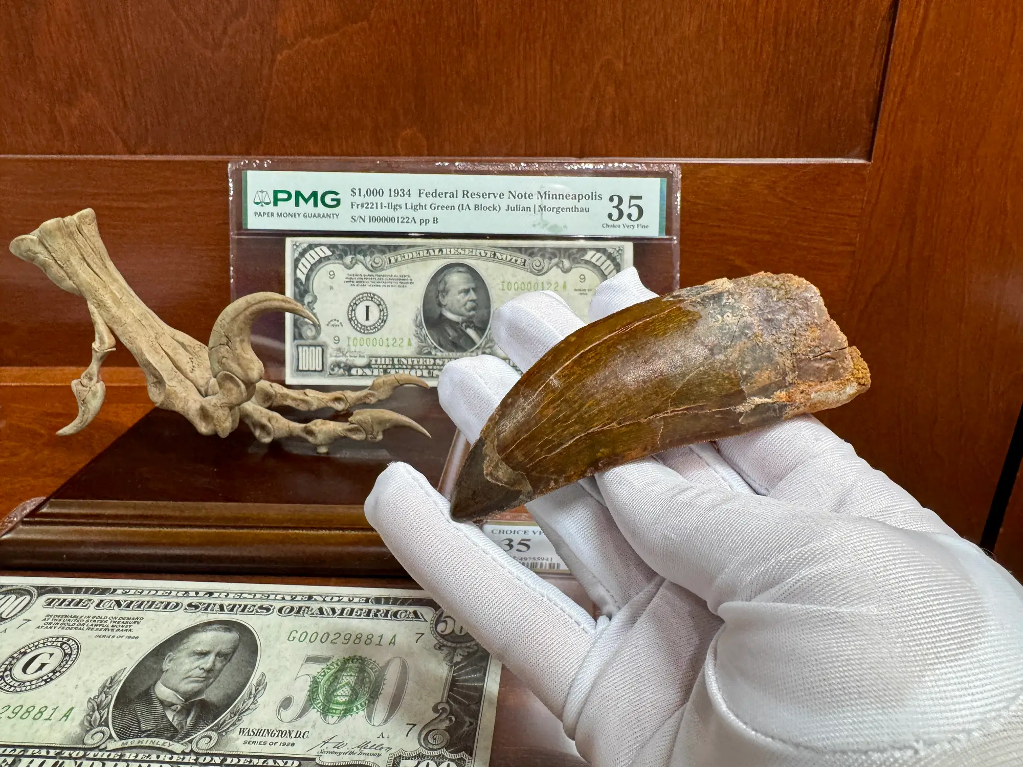 African T-Rex Carcharodontosaurus Good Serrations 8