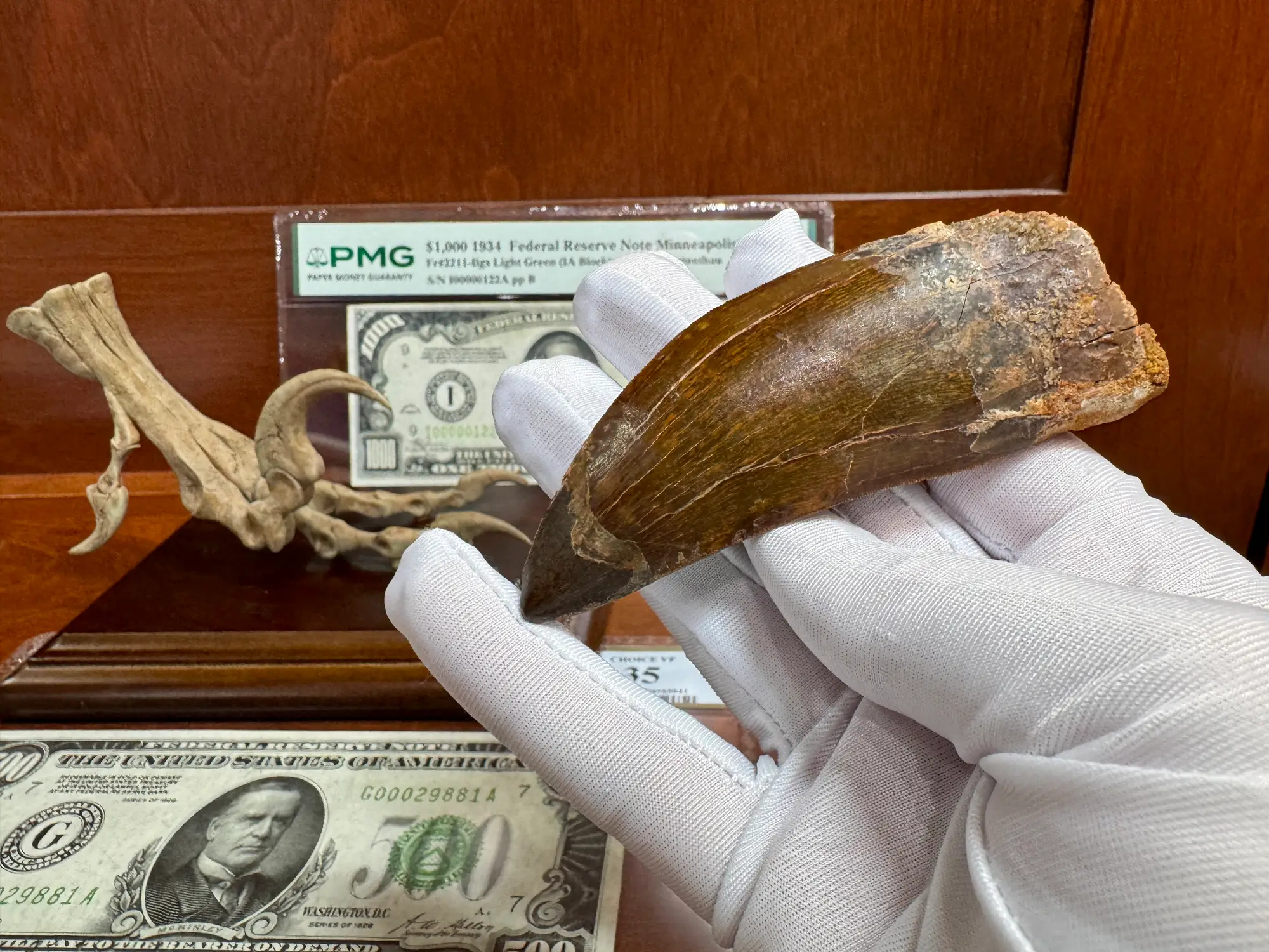 African T-Rex Carcharodontosaurus Good Serrations 16