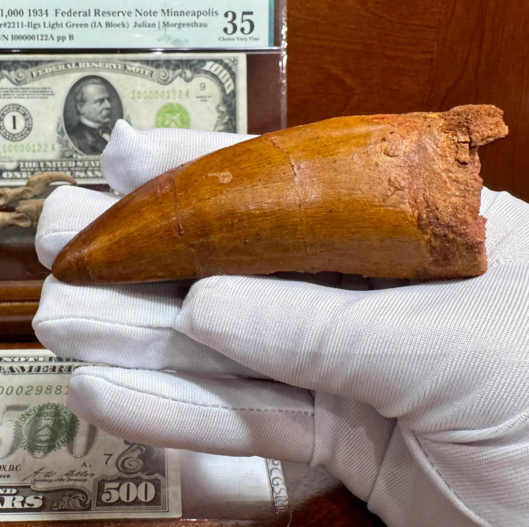"African T-Rex Tooth" Carcharodontos Tooth (Red)