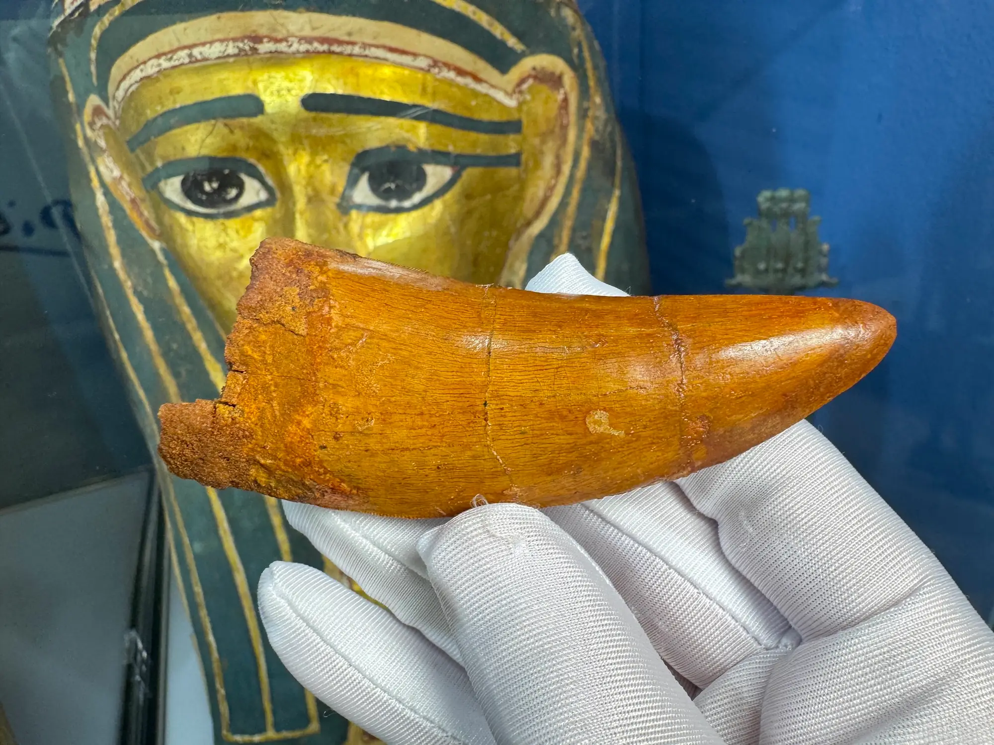 "African T-Rex Tooth" Carcharodontos Tooth (Red) 2