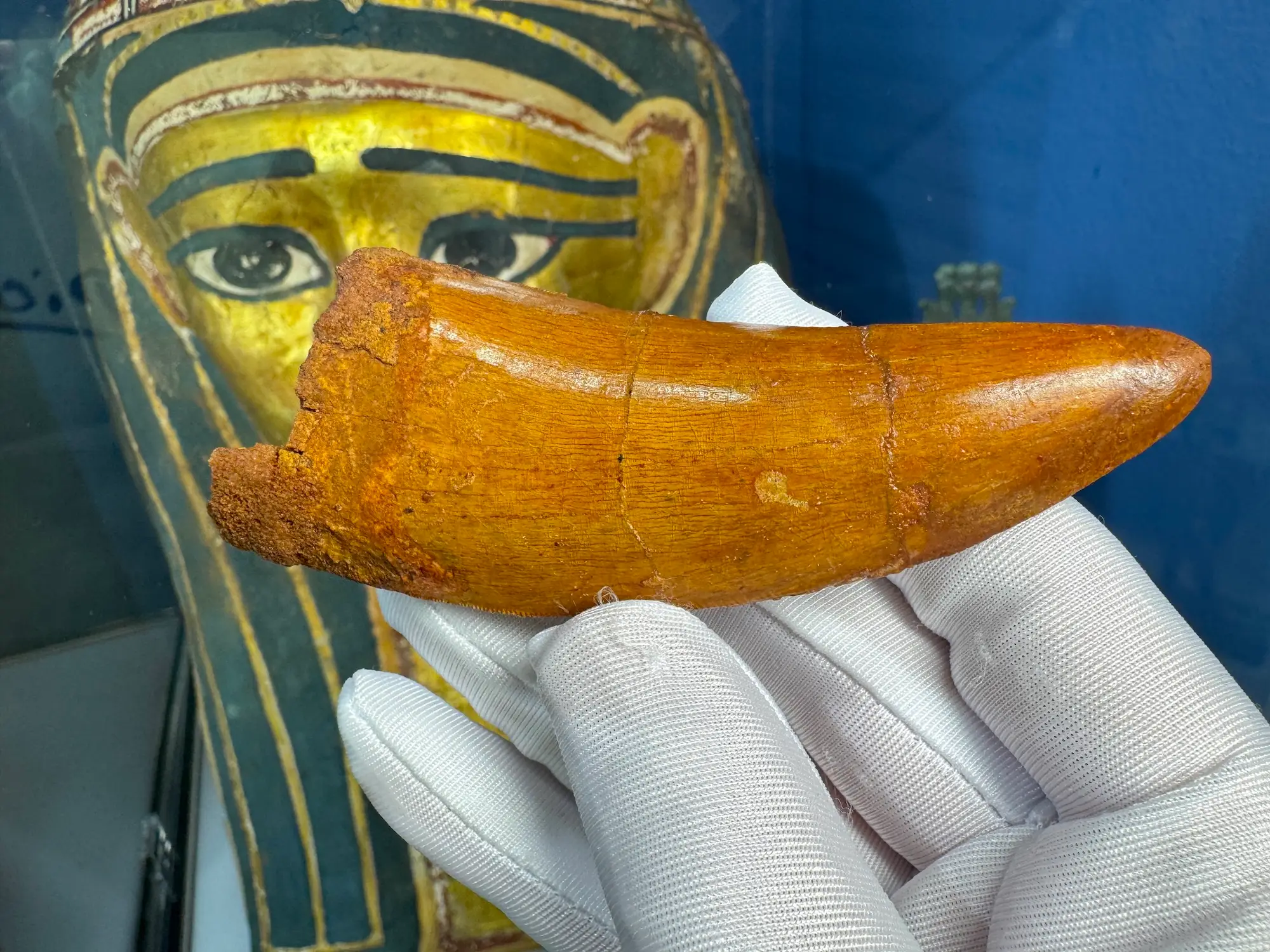 "African T-Rex Tooth" Carcharodontos Tooth (Red) 3