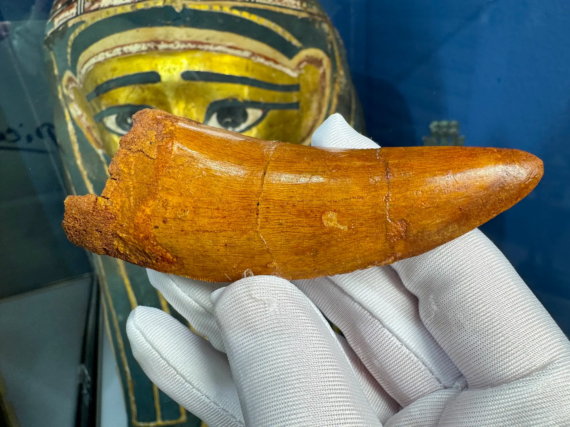 "African T-Rex Tooth" Carcharodontos Tooth (Red) 4