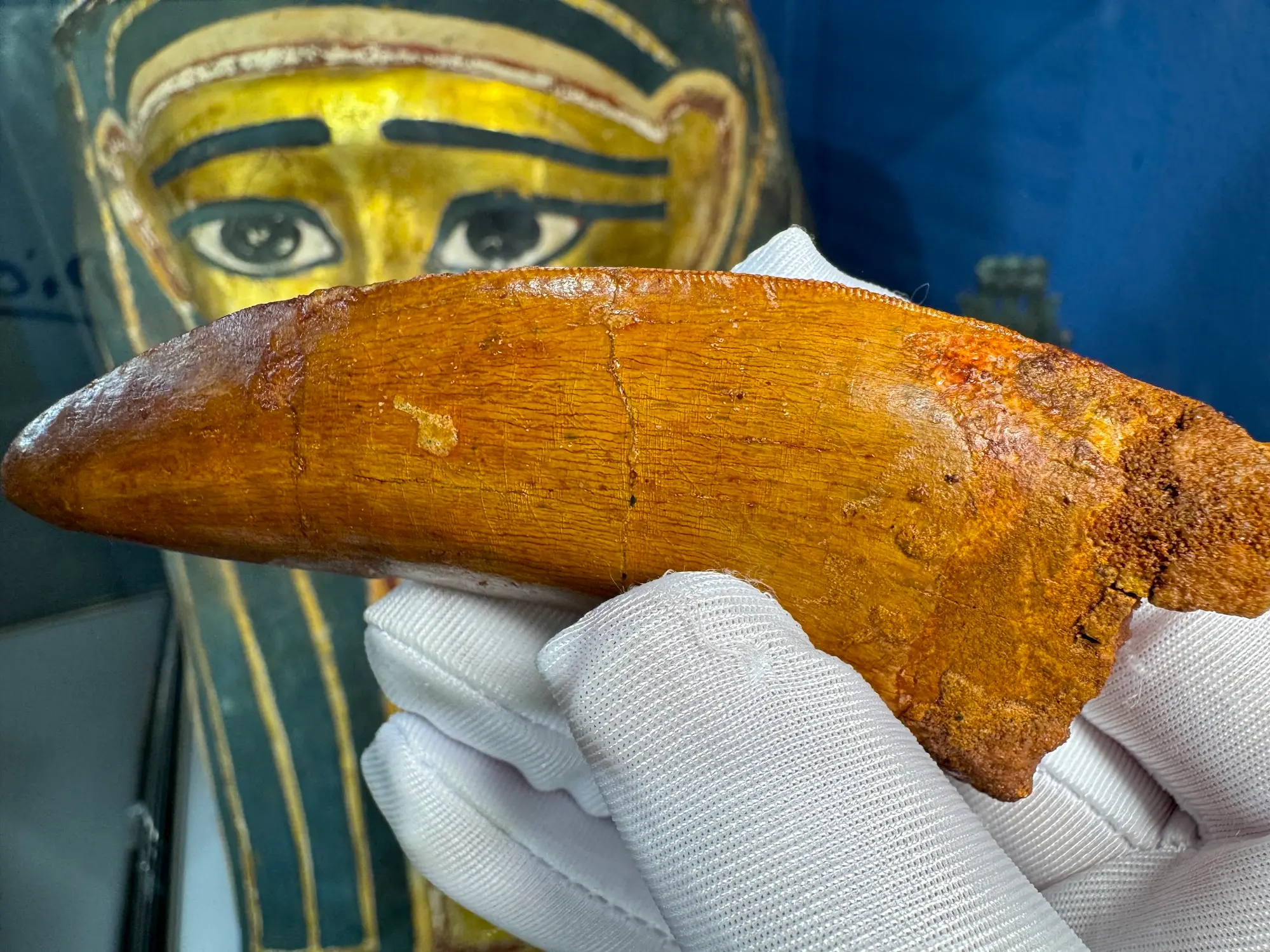 "African T-Rex Tooth" Carcharodontos Tooth (Red) 5
