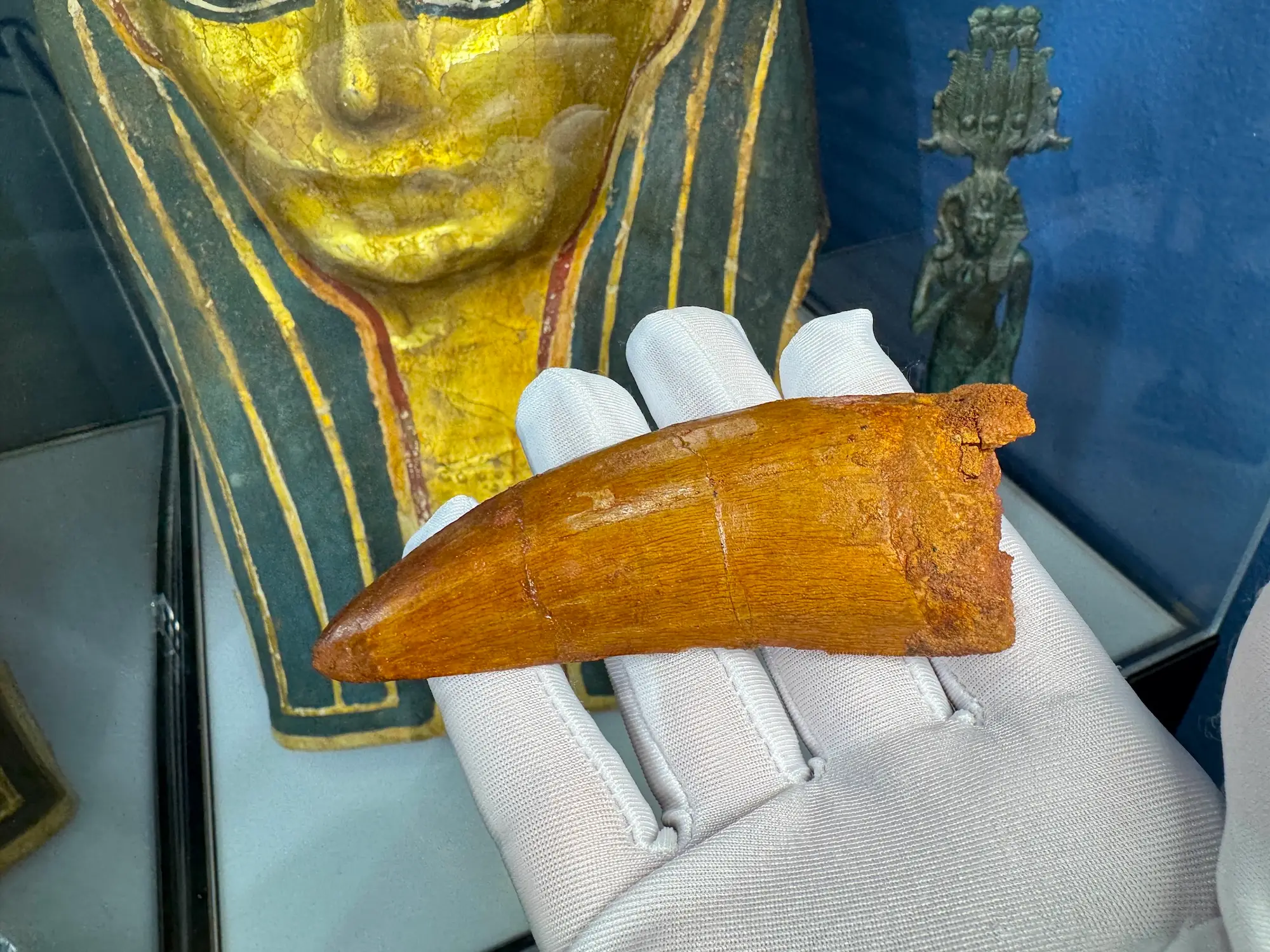 "African T-Rex Tooth" Carcharodontos Tooth (Red) 6