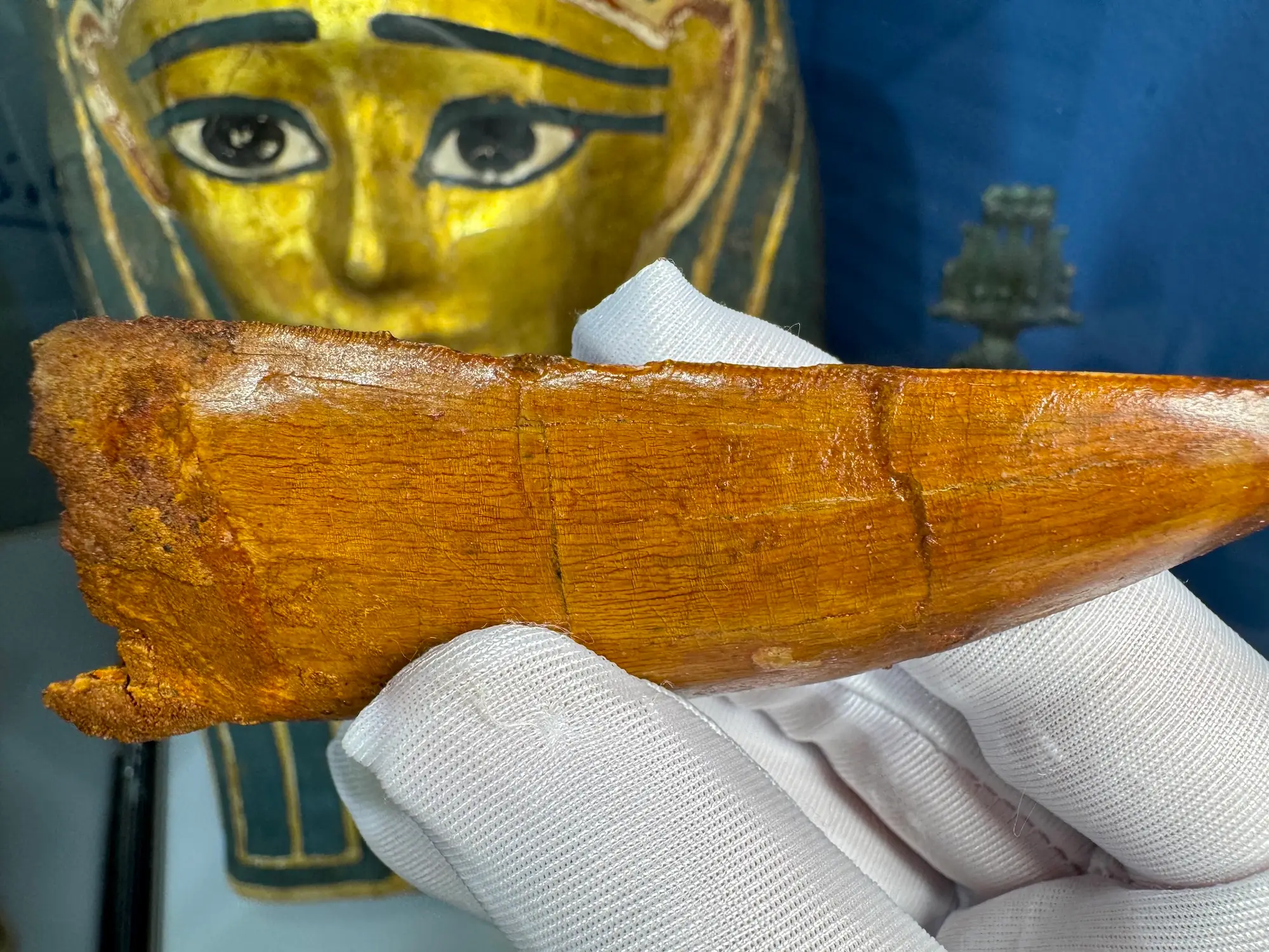 "African T-Rex Tooth" Carcharodontos Tooth (Red) 7