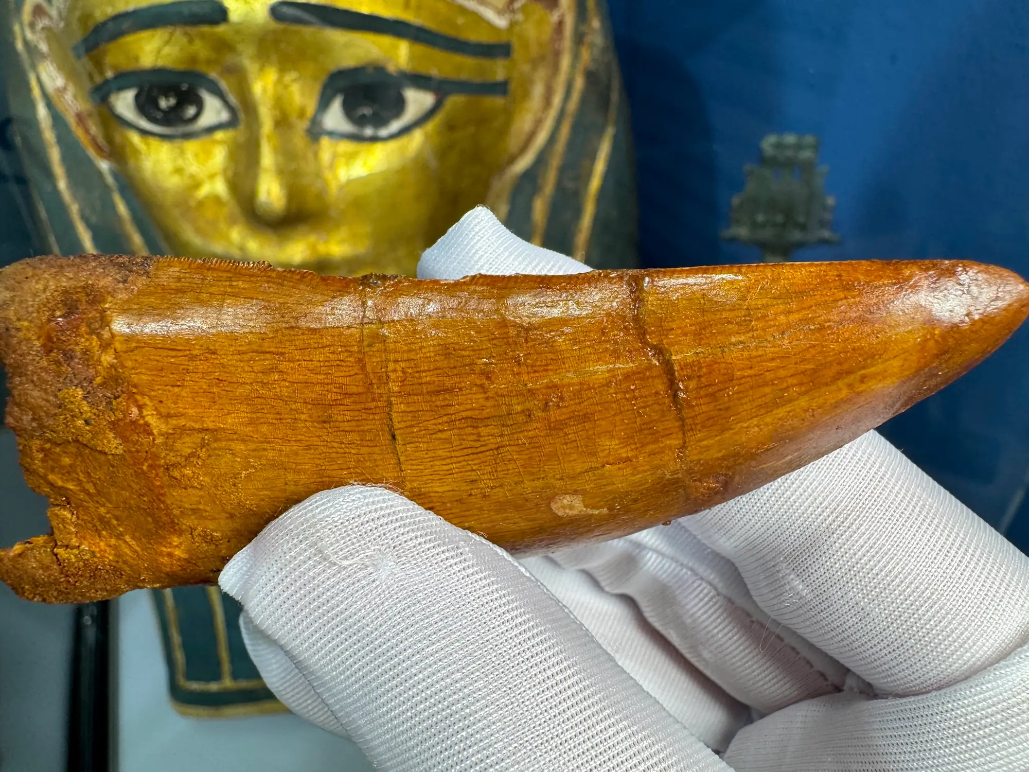 "African T-Rex Tooth" Carcharodontos Tooth (Red) 21