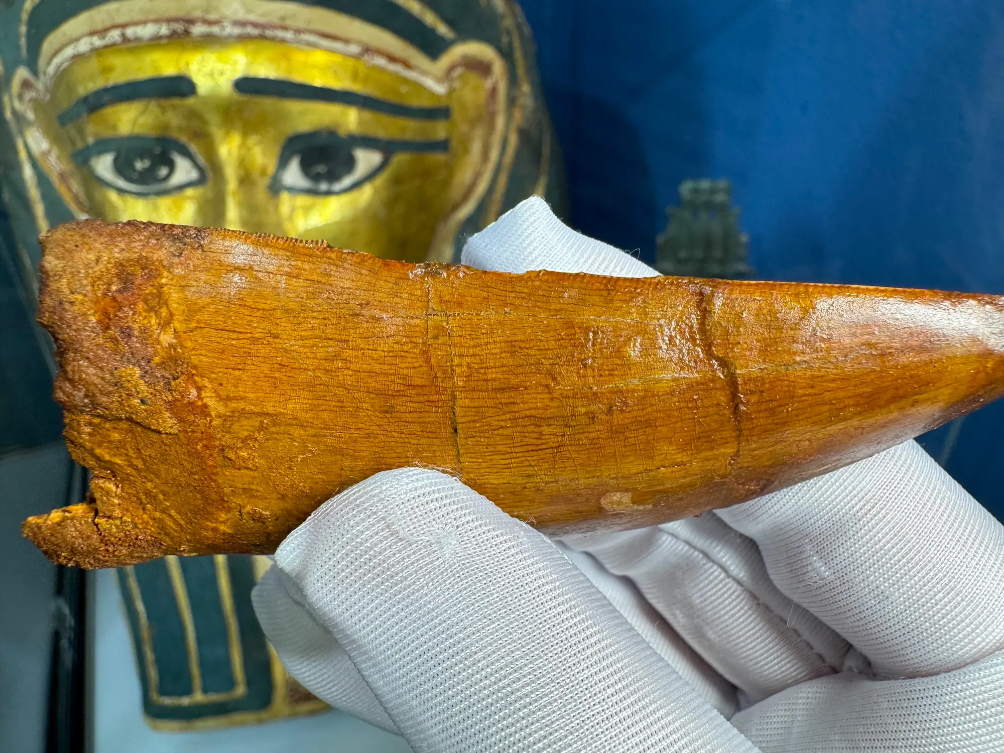 "African T-Rex Tooth" Carcharodontos Tooth (Red) 22