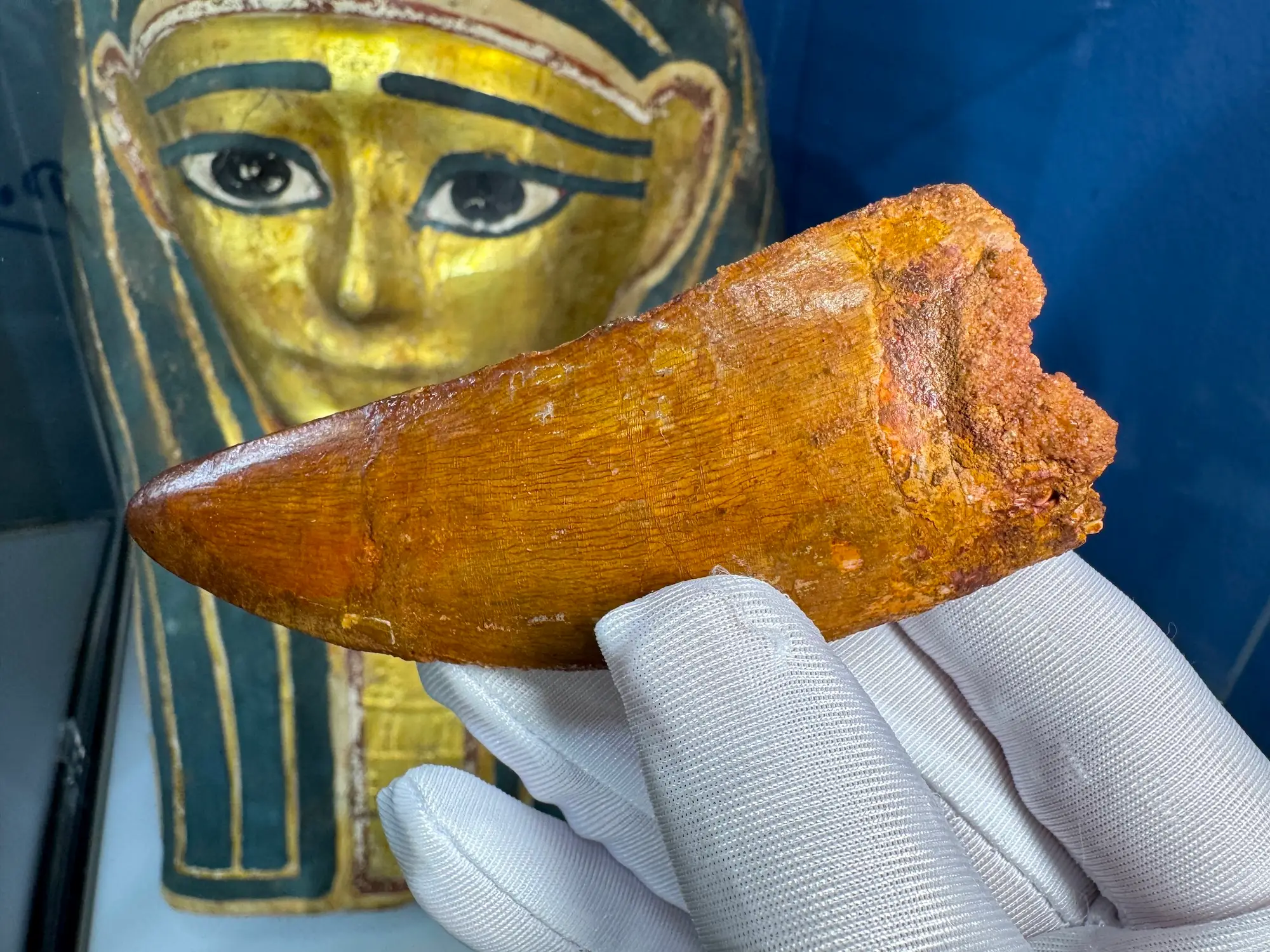 "African T-Rex Tooth" Carcharodontos Tooth (Red) 8