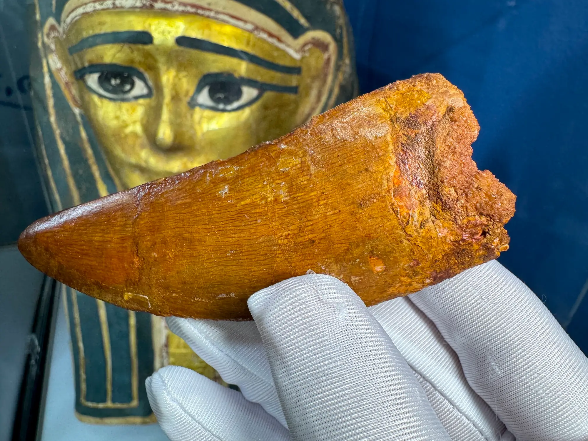 "African T-Rex Tooth" Carcharodontos Tooth (Red) 23