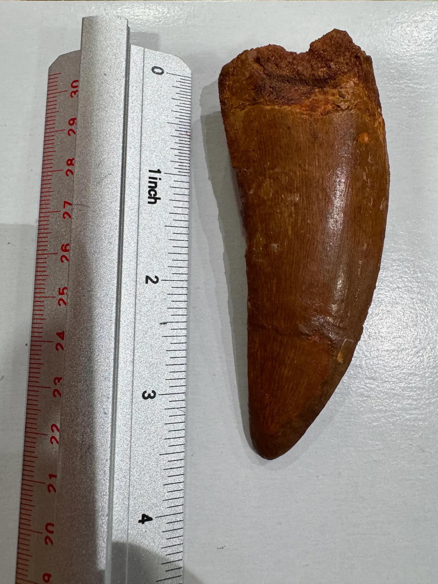 "African T-Rex Tooth" Carcharodontos Tooth (Red) 24