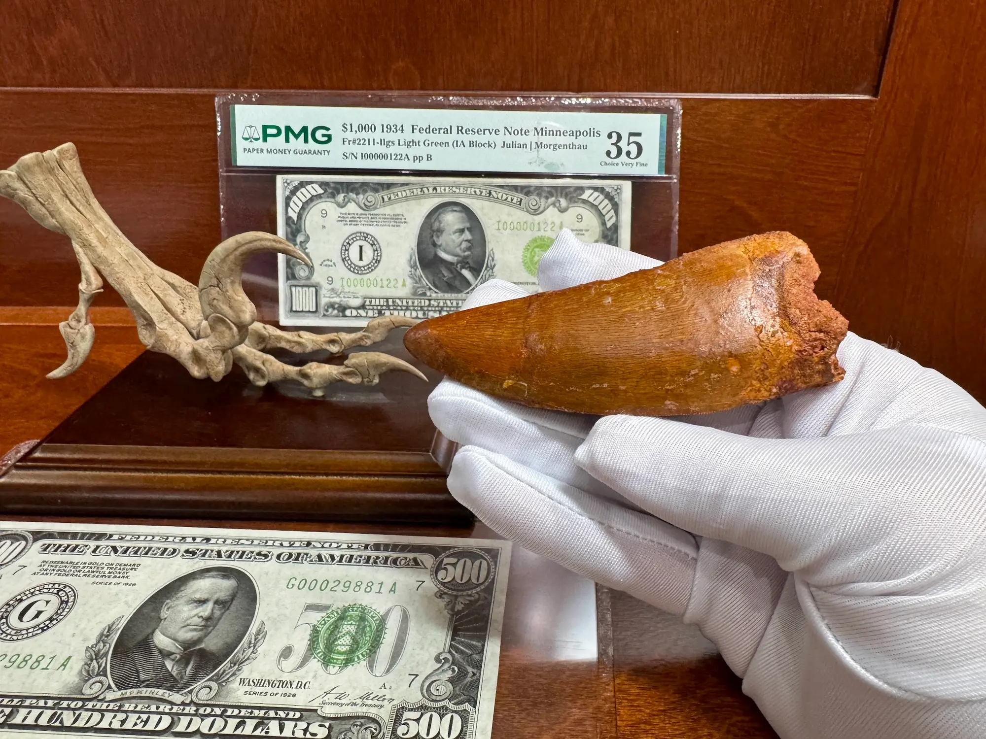 "African T-Rex Tooth" Carcharodontos Tooth (Red) 13