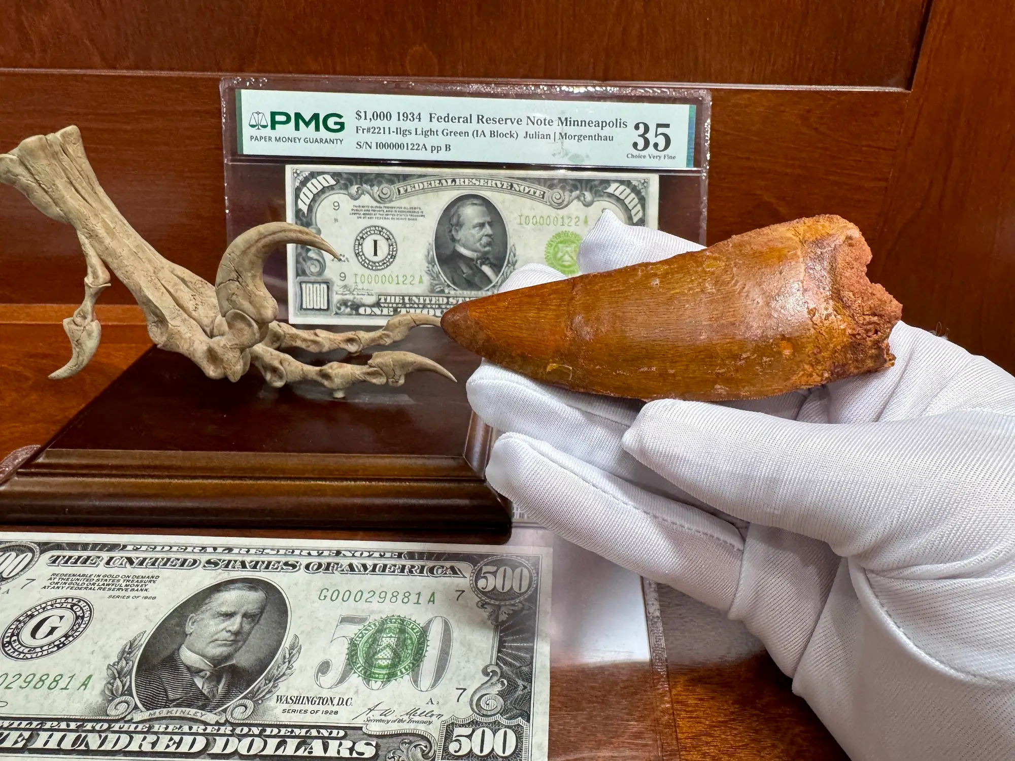 "African T-Rex Tooth" Carcharodontos Tooth (Red) 14