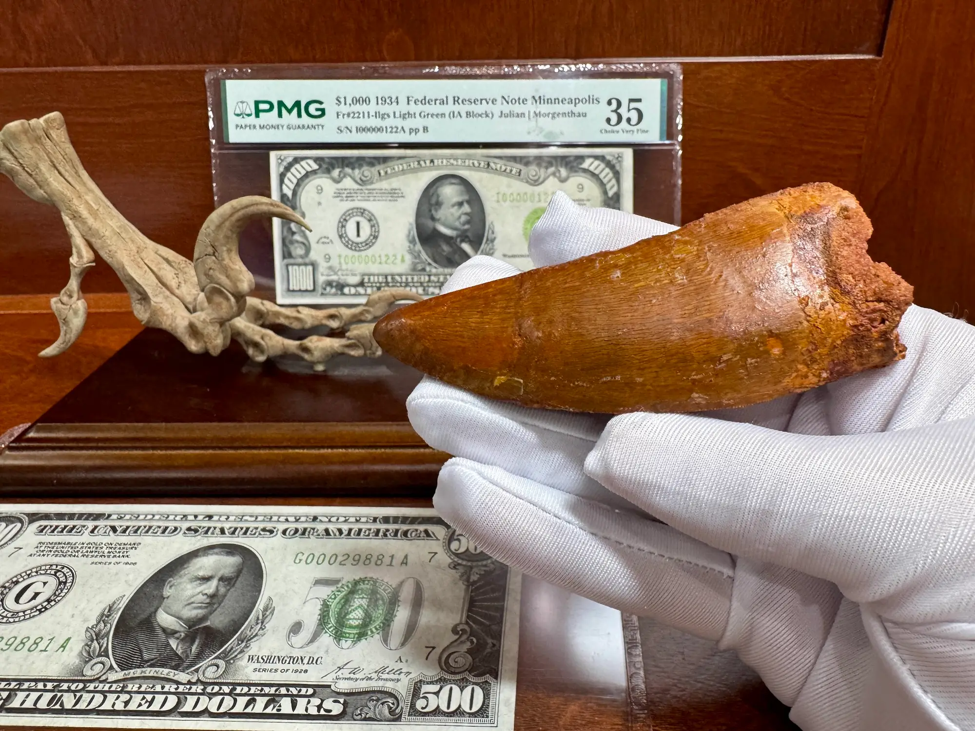 "African T-Rex Tooth" Carcharodontos Tooth (Red) 15