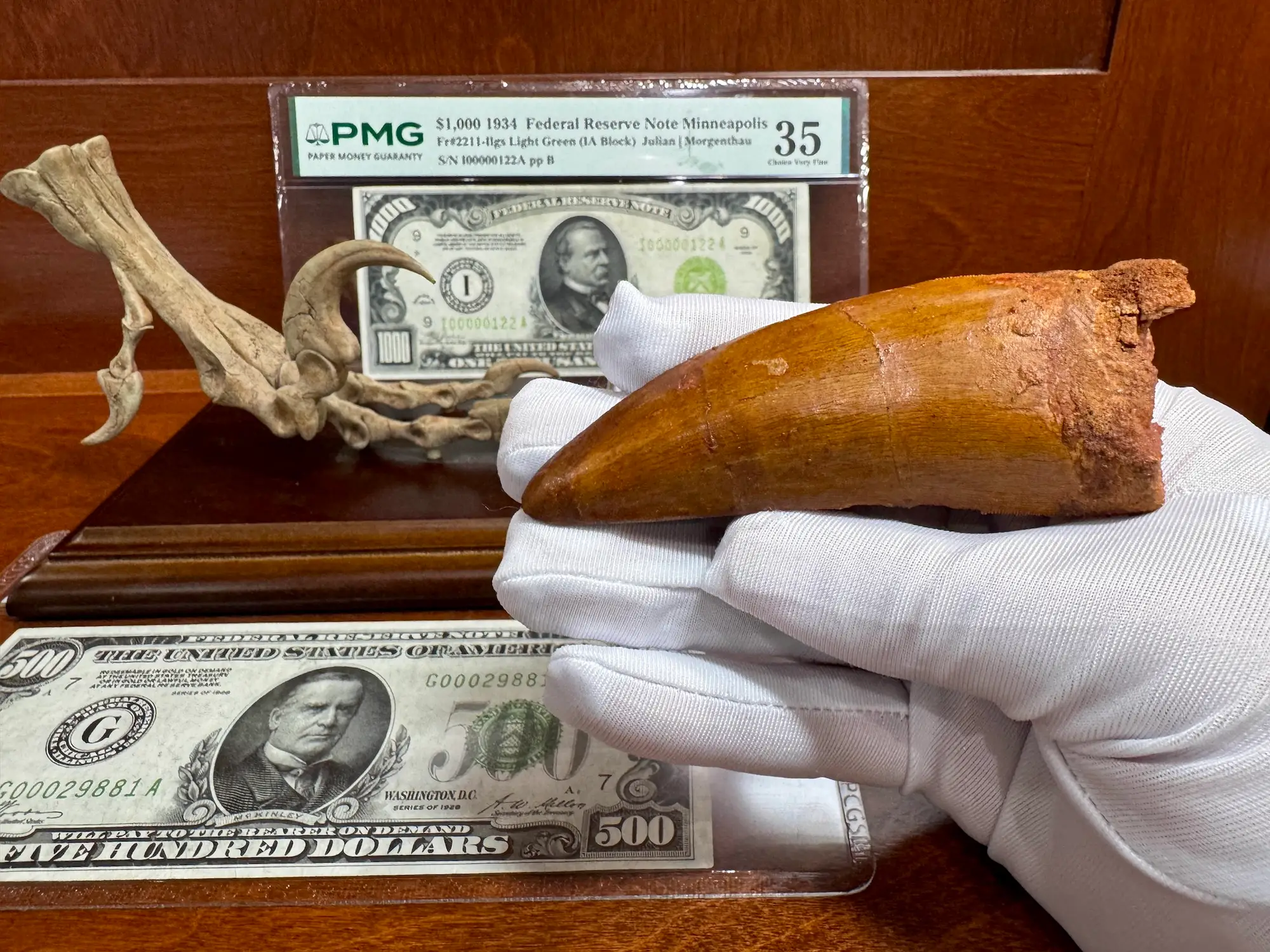 "African T-Rex Tooth" Carcharodontos Tooth (Red) 16