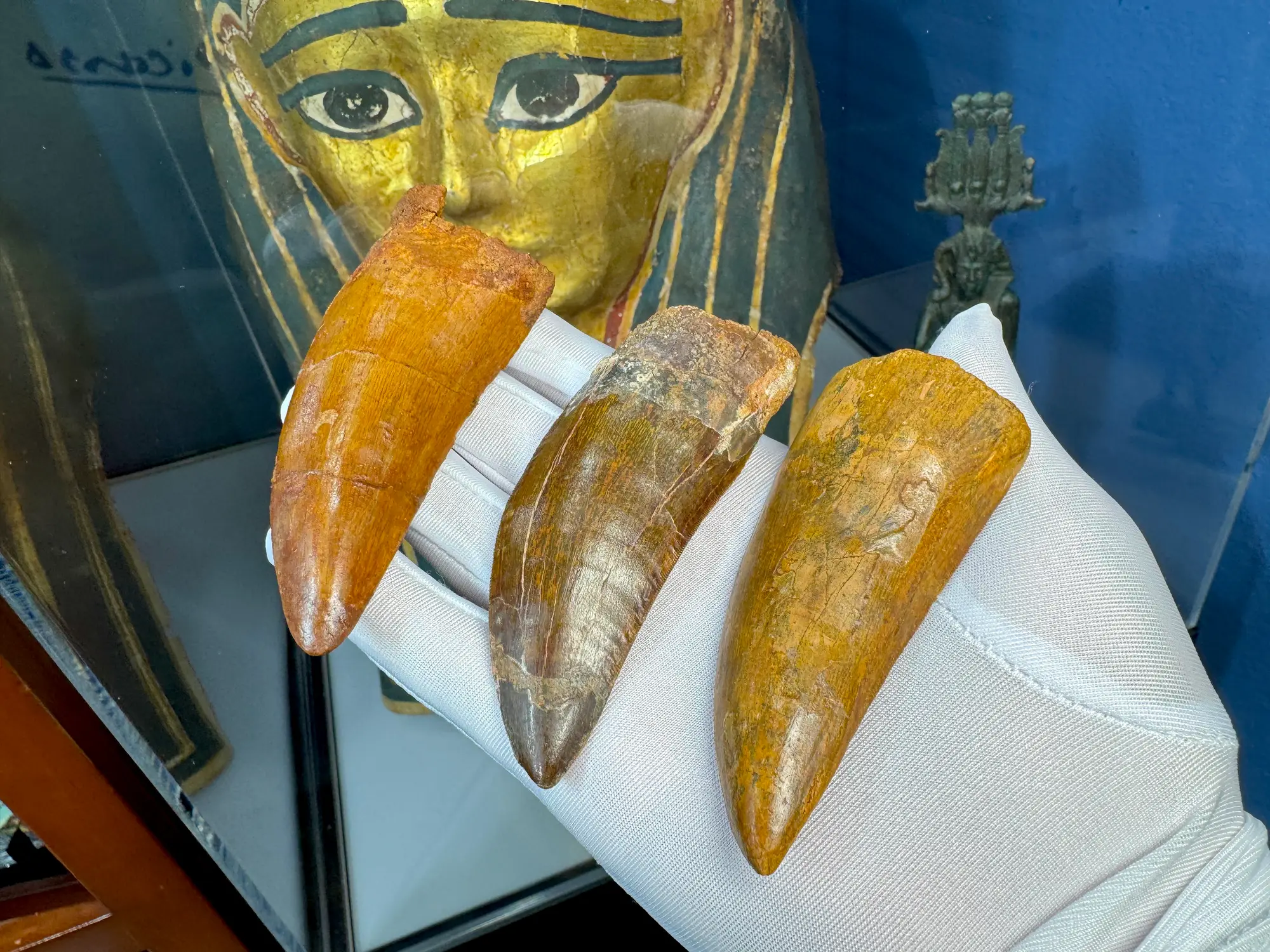 "African T-Rex Tooth" Carcharodontos Tooth (Red) 28