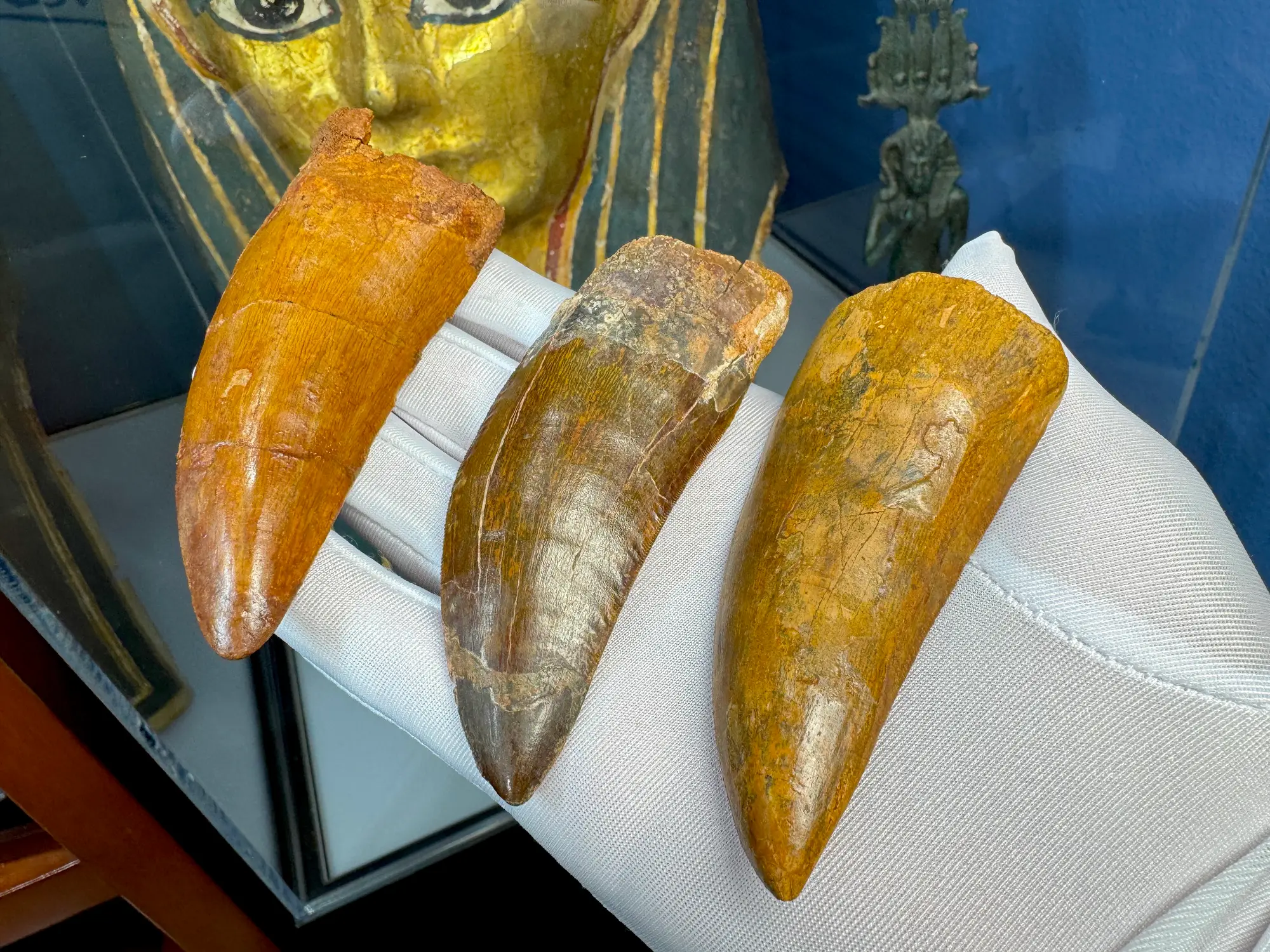 "African T-Rex Tooth" Carcharodontos Tooth (Red) 17