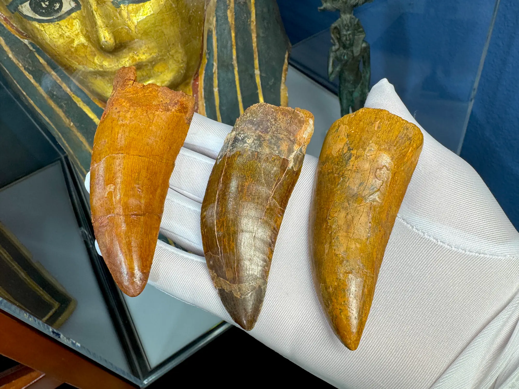 "African T-Rex Tooth" Carcharodontos Tooth (Red) 18