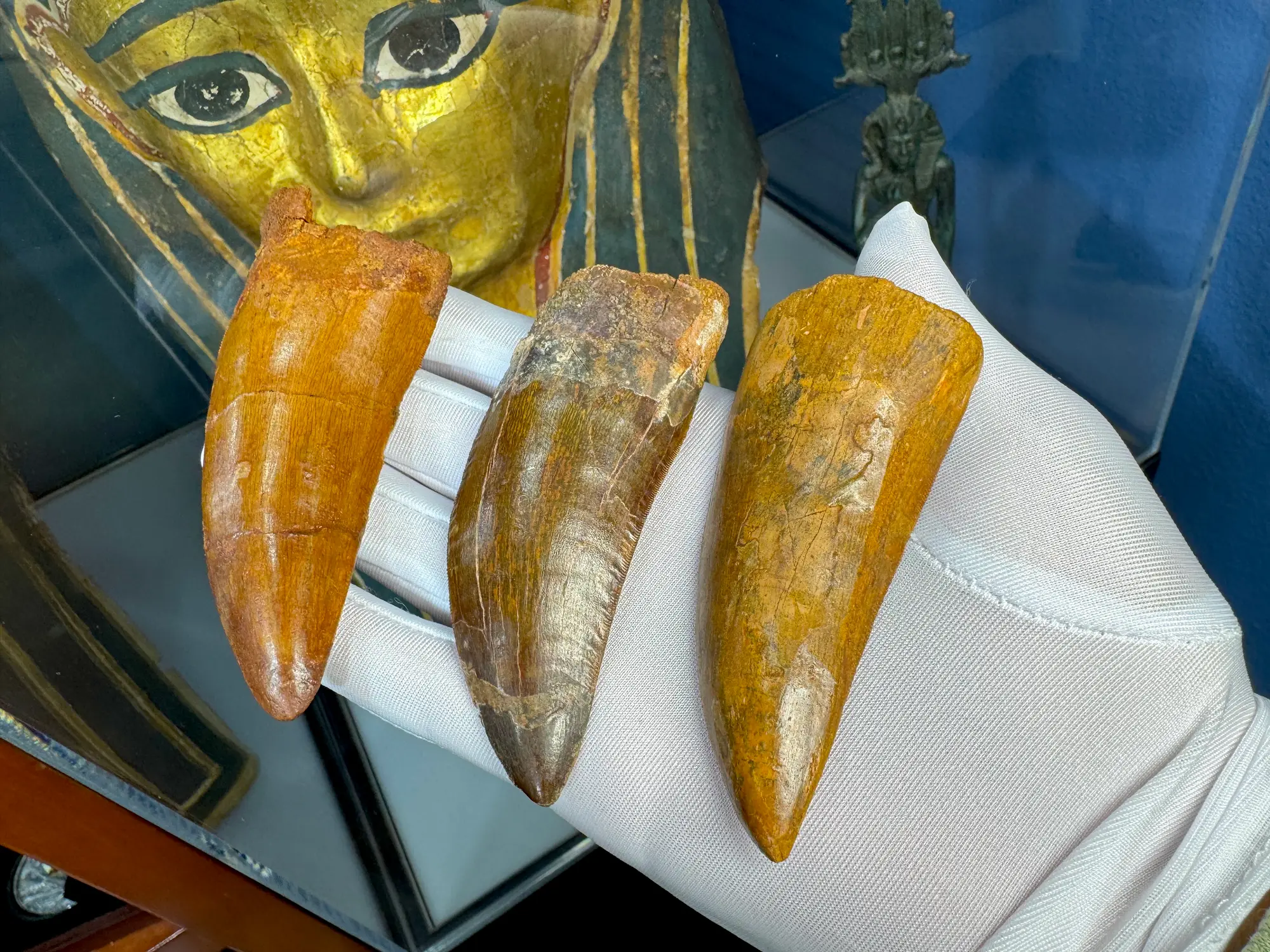 "African T-Rex Tooth" Carcharodontos Tooth (Red) 19