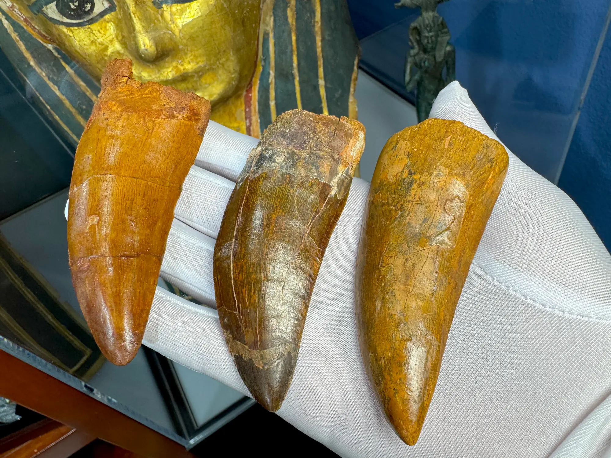 "African T-Rex Tooth" Carcharodontos Tooth (Red) 20