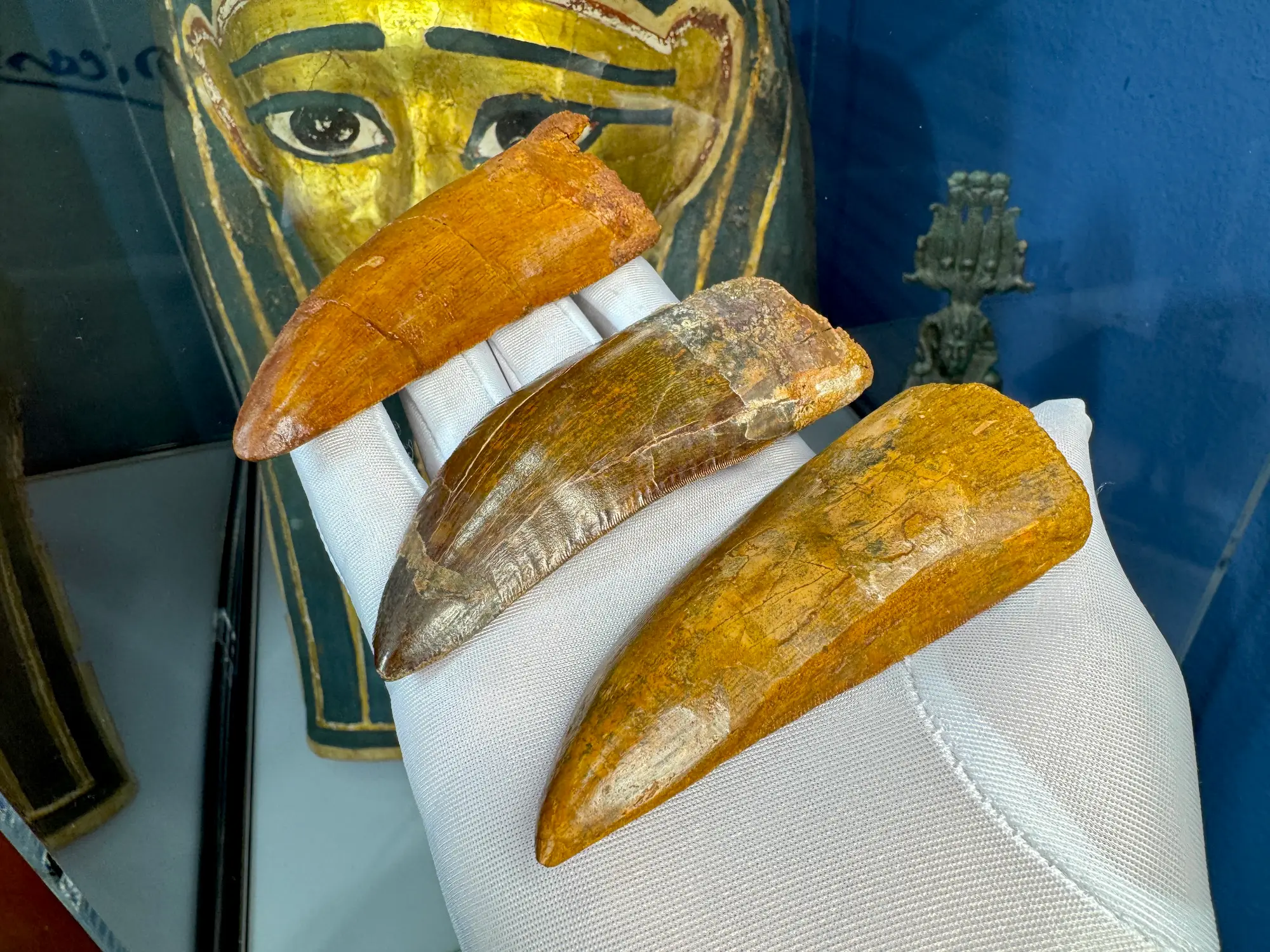 "African T-Rex Tooth" Carcharodontos Tooth (Red) 25