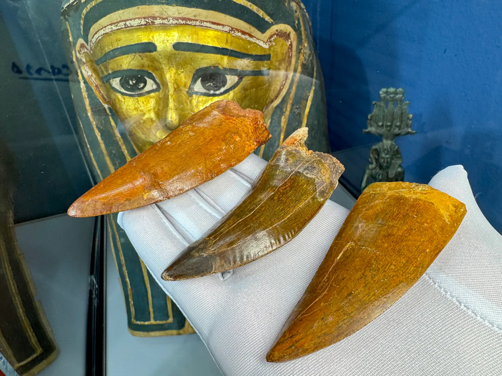 "African T-Rex Tooth" Carcharodontos Tooth (Red) 26