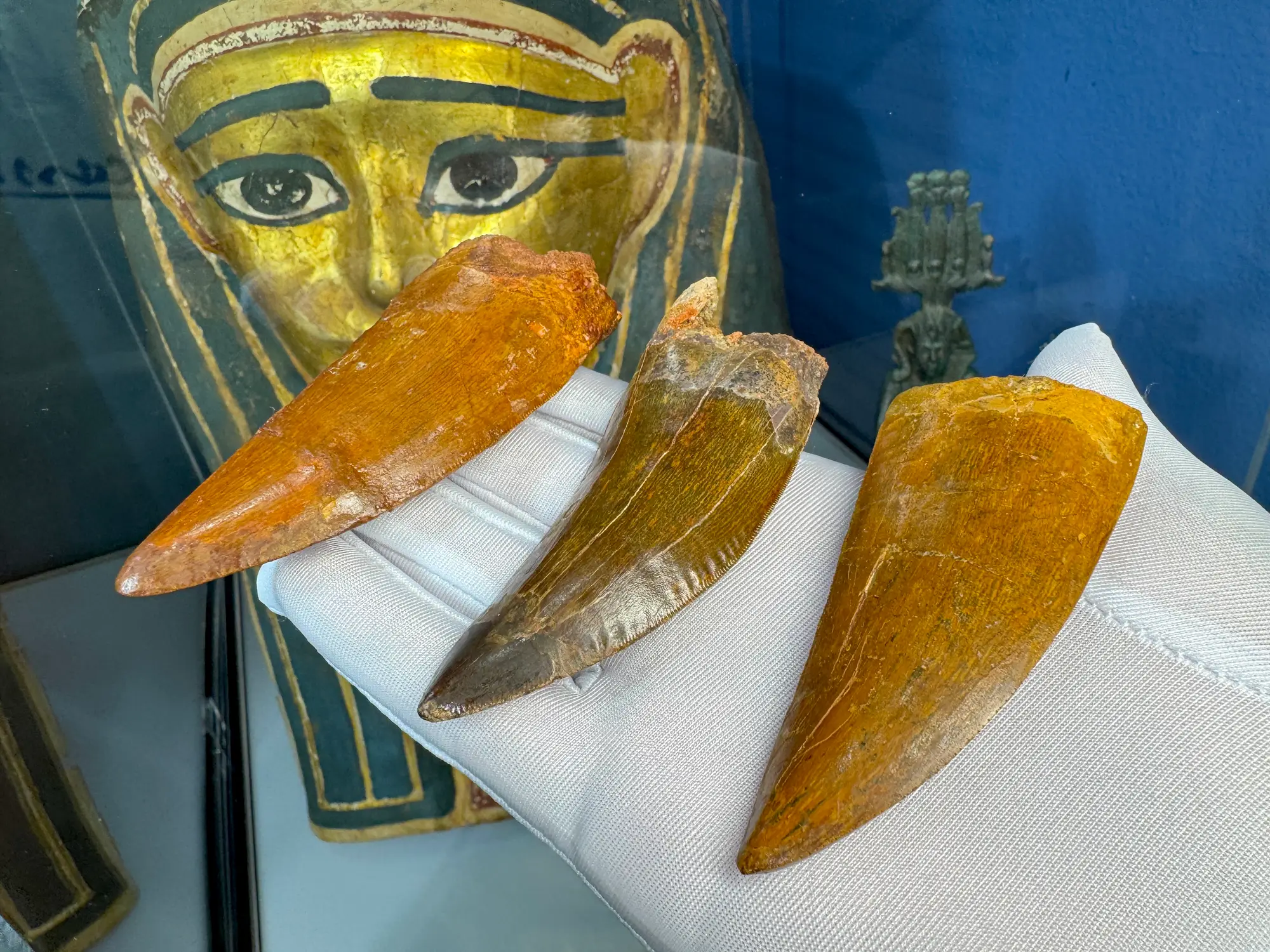 "African T-Rex Tooth" Carcharodontos Tooth (Red) 9