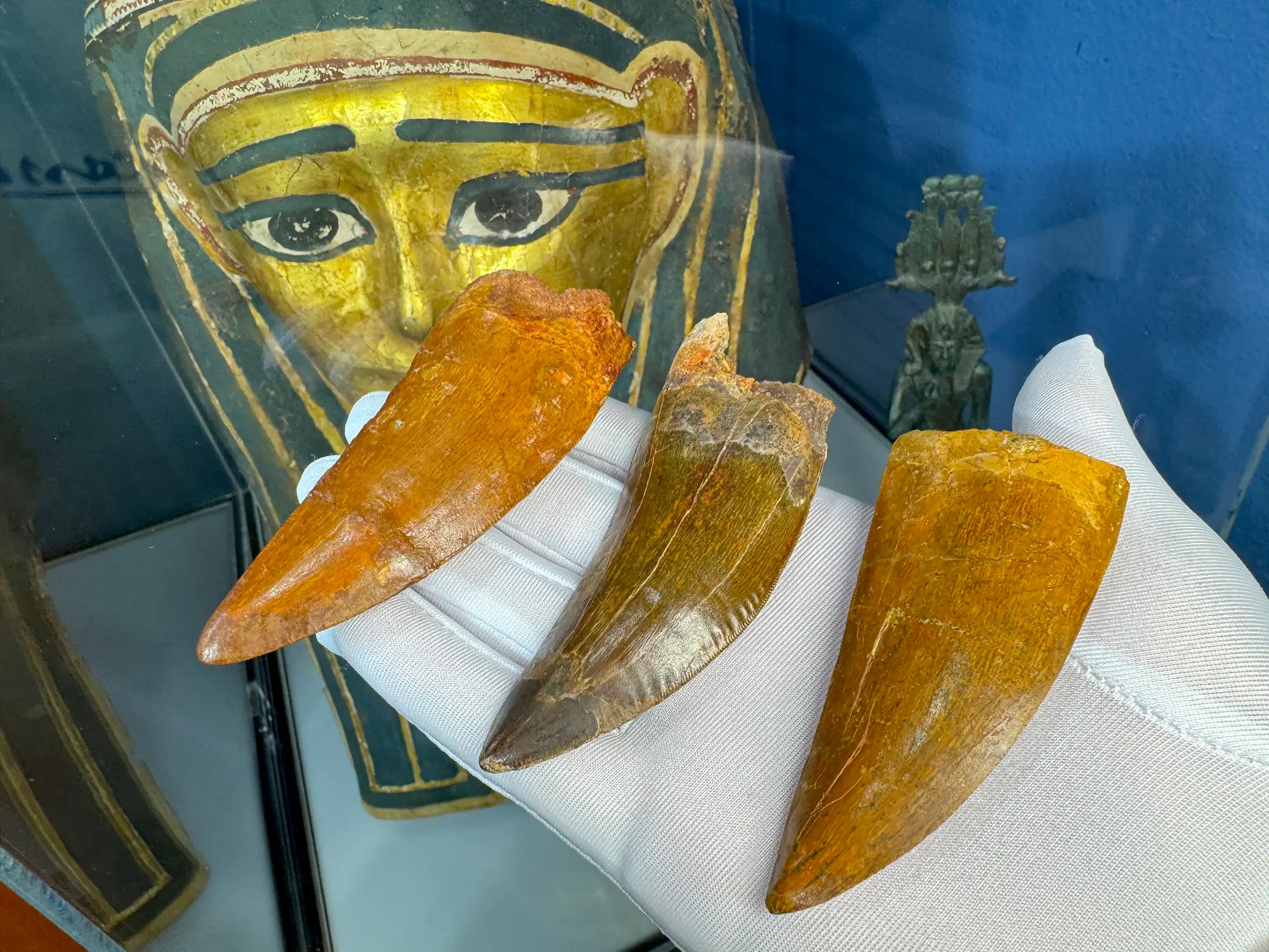 "African T-Rex Tooth" Carcharodontos Tooth (Red) 10