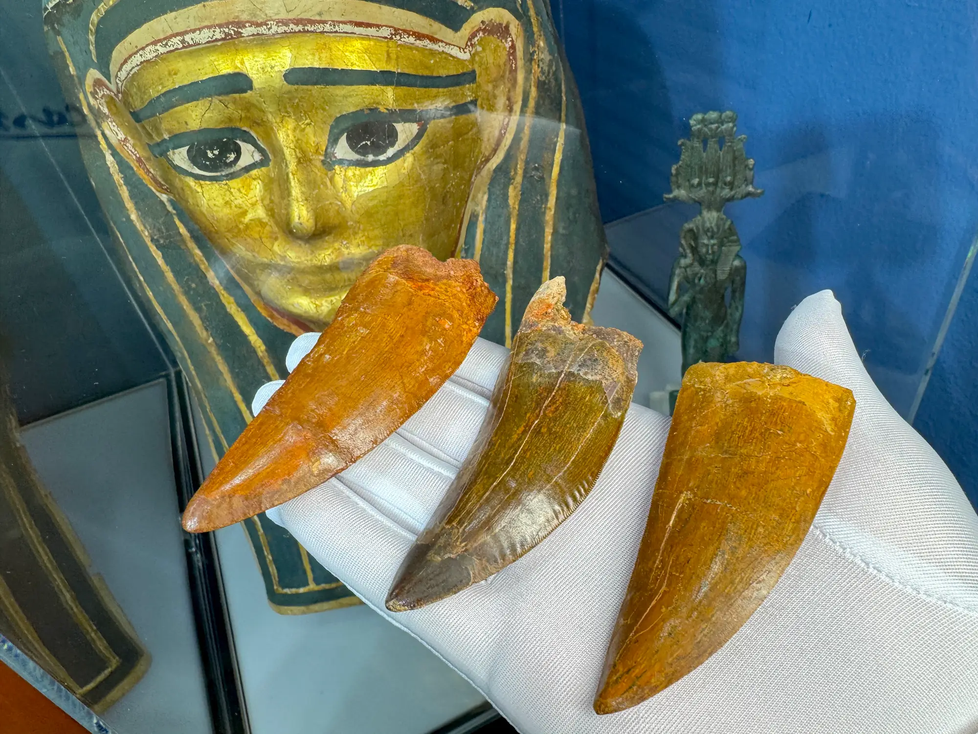 "African T-Rex Tooth" Carcharodontos Tooth (Red) 11