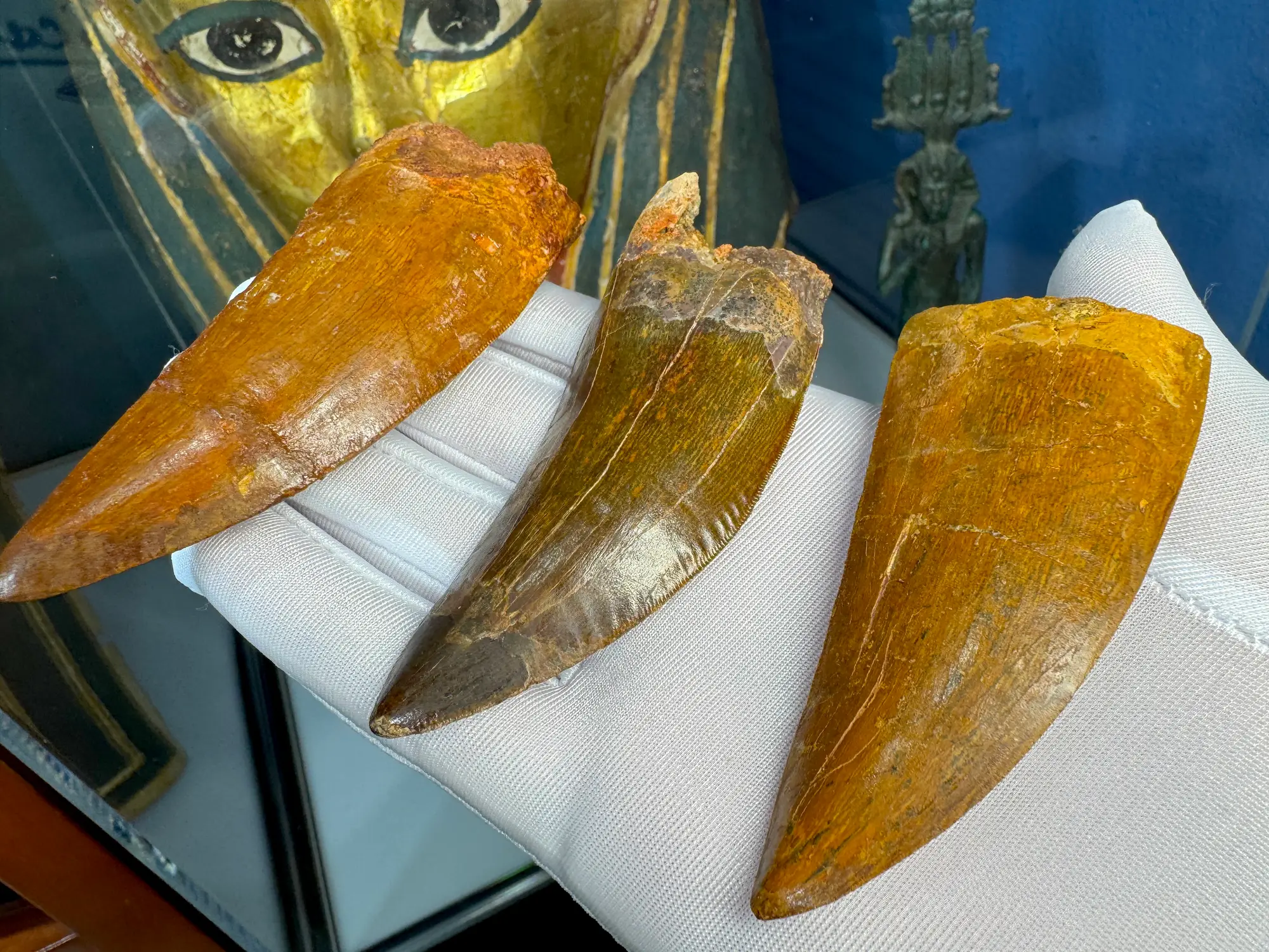 "African T-Rex Tooth" Carcharodontos Tooth (Red) 12