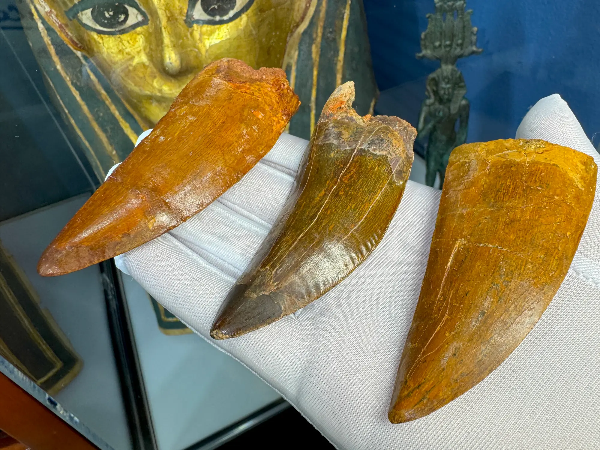 "African T-Rex Tooth" Carcharodontos Tooth (Red) 27