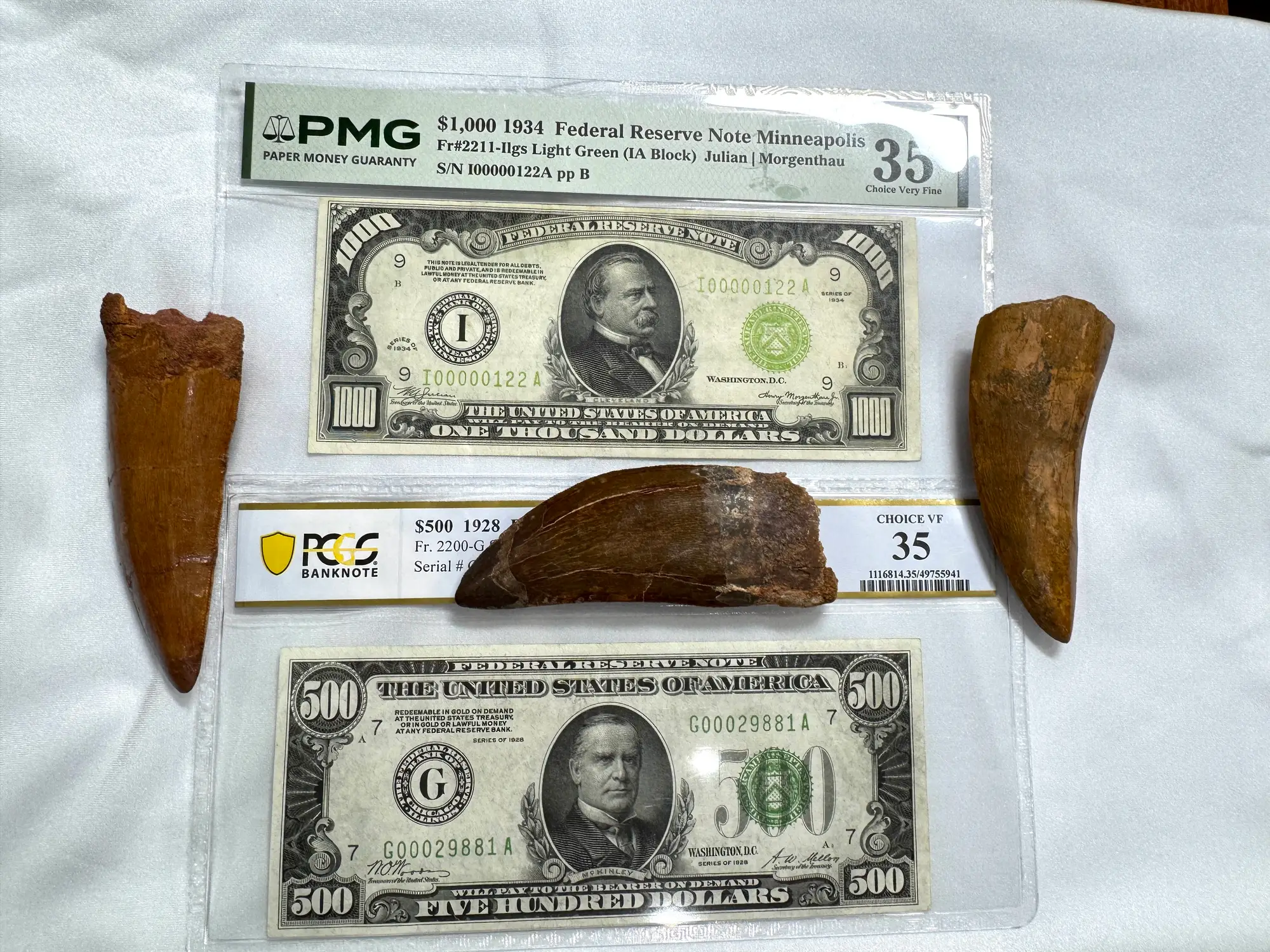 "African T-Rex Tooth" Carcharodontos Tooth (Red) 32