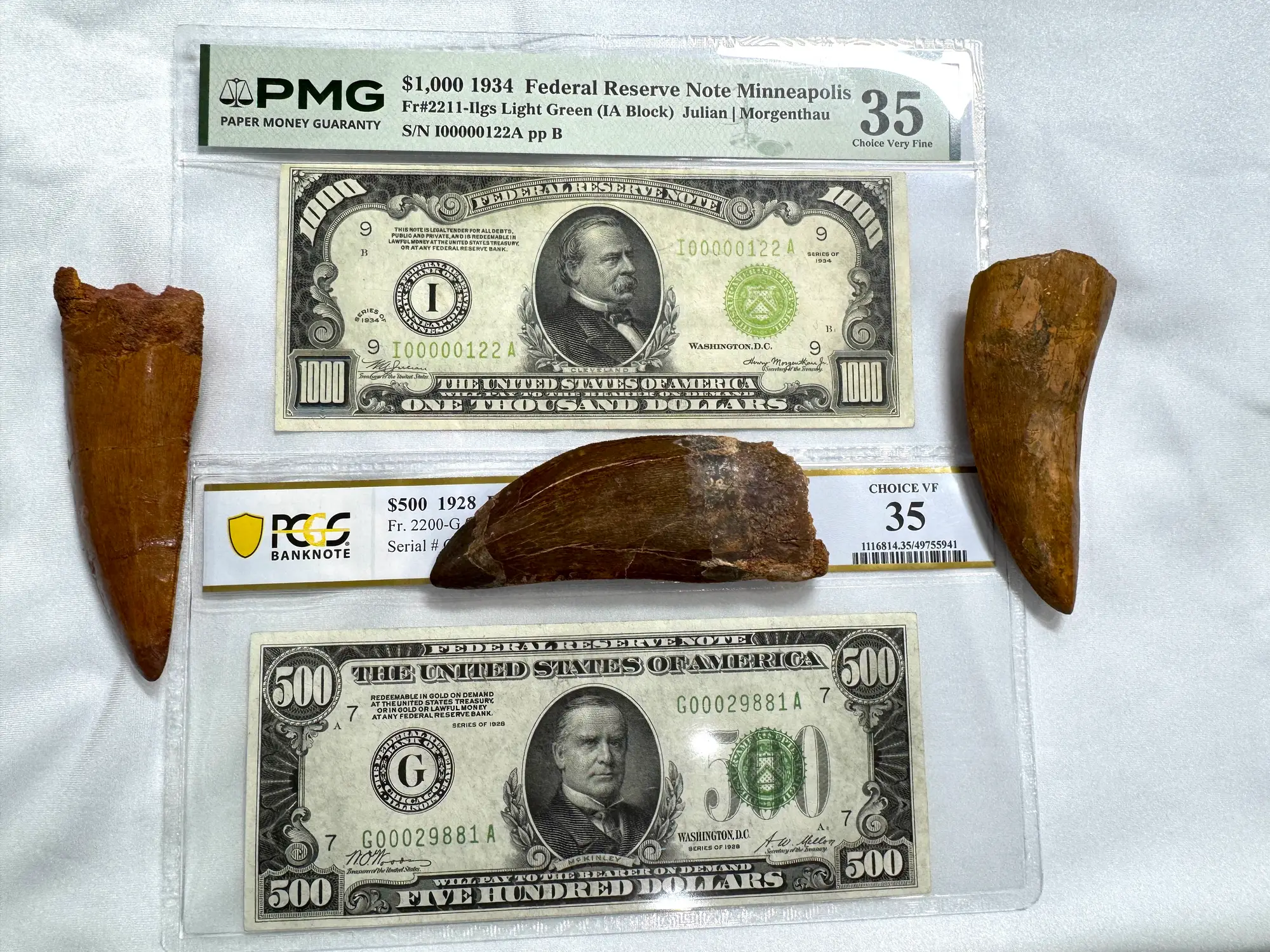 "African T-Rex Tooth" Carcharodontos Tooth (Red) 29