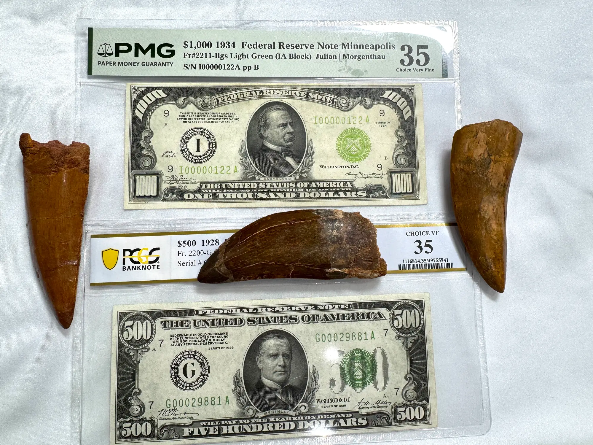 "African T-Rex Tooth" Carcharodontos Tooth (Red) 30