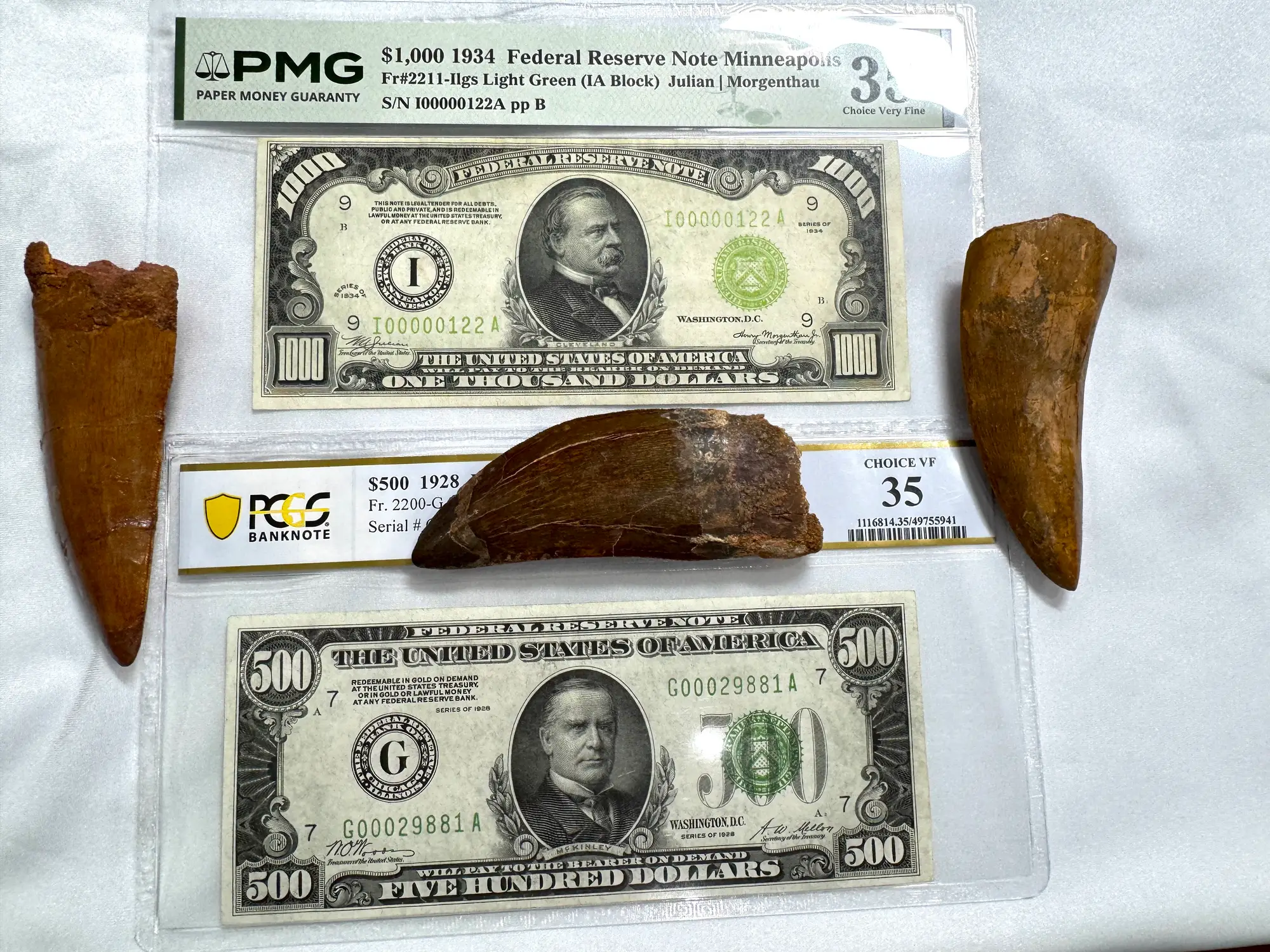 "African T-Rex Tooth" Carcharodontos Tooth (Red) 31