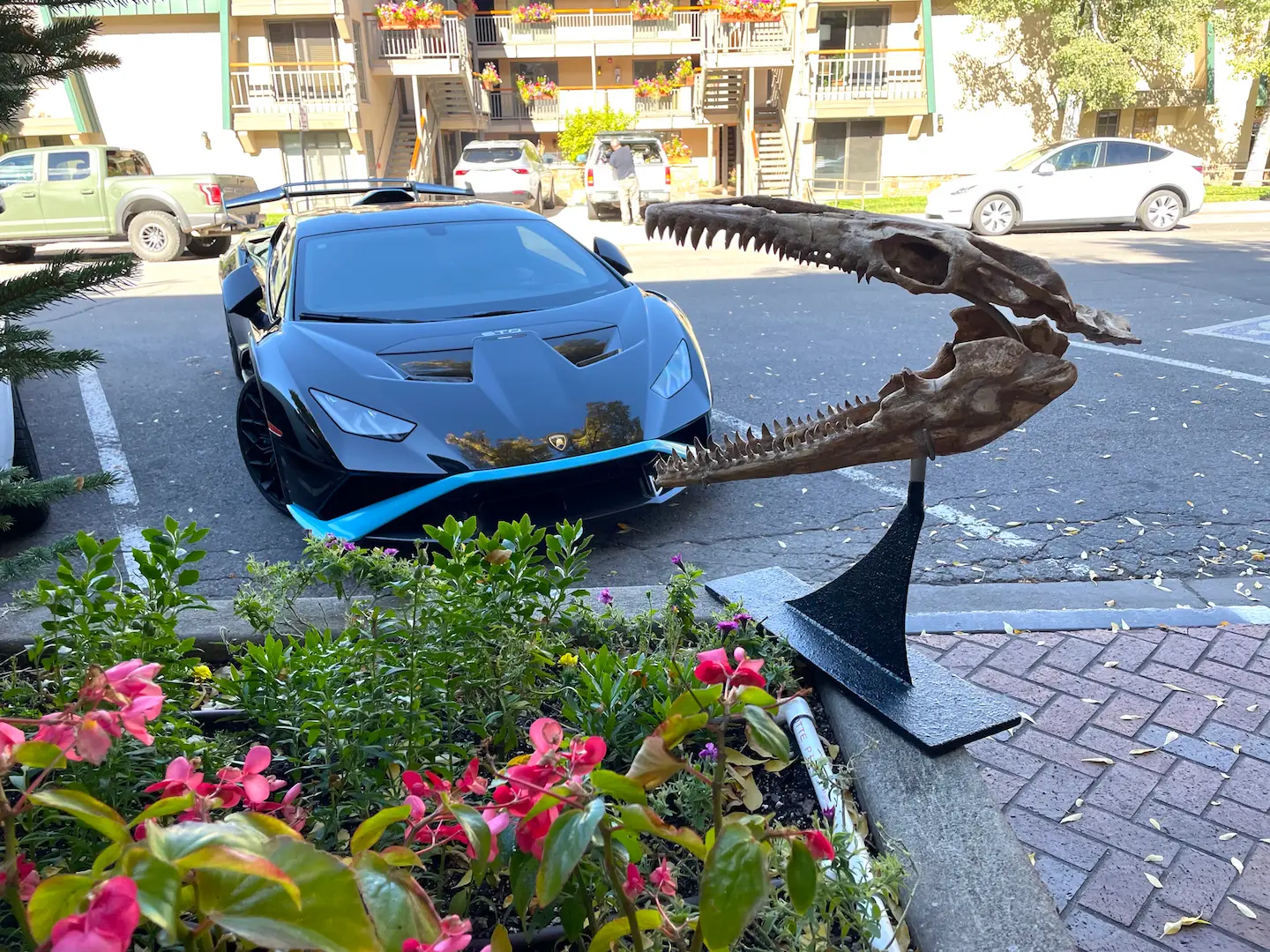 Mosasaur Skull Dinosaur Fossil 11