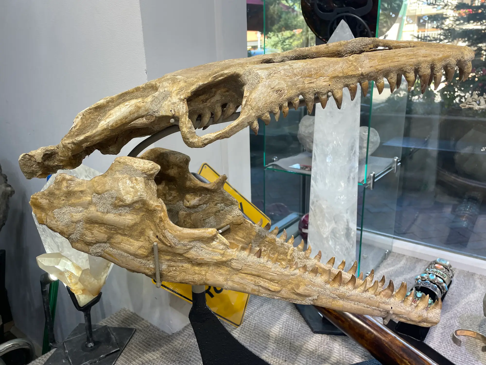 Mosasaur Skull Dinosaur Fossil 16