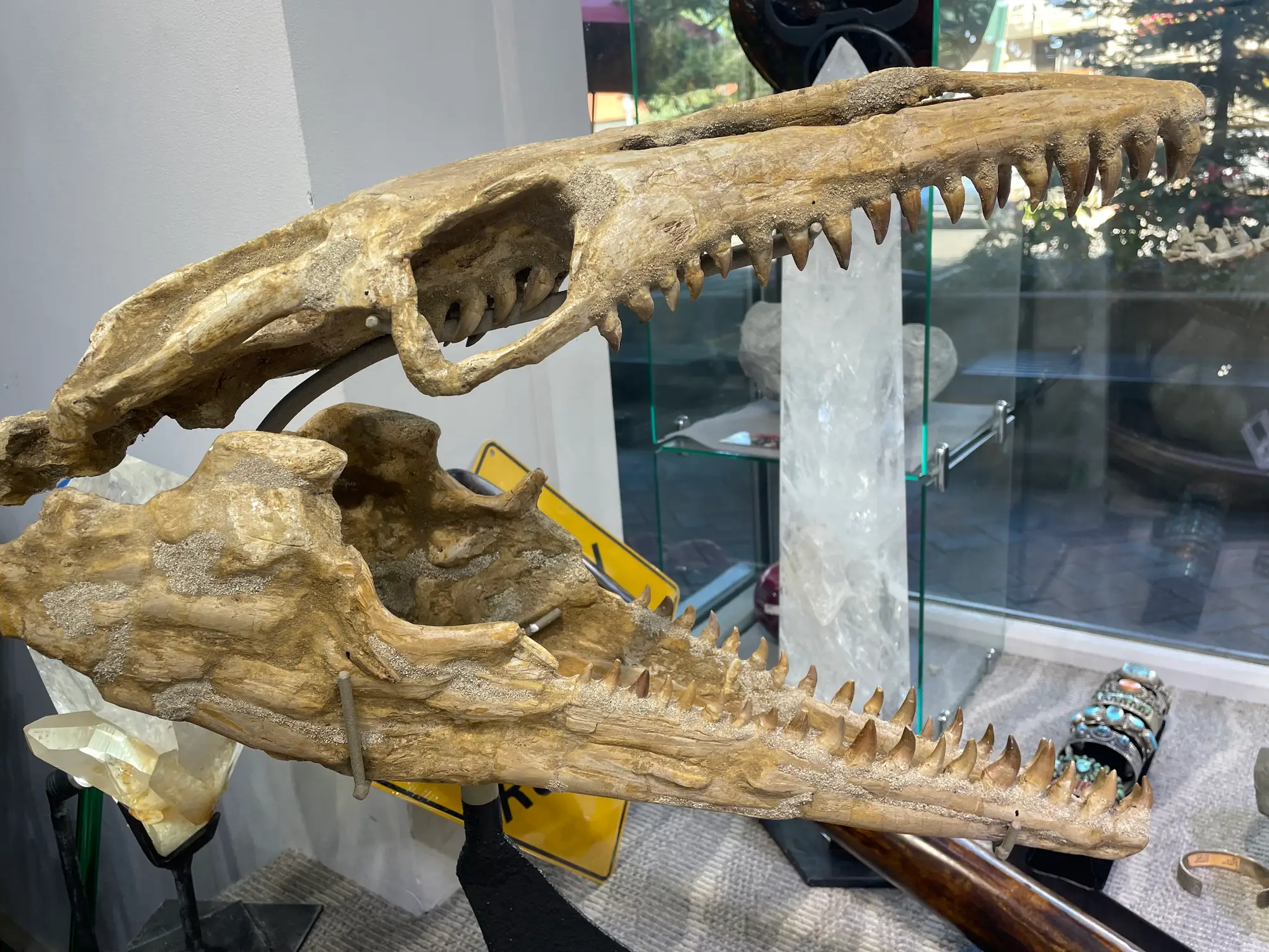 Mosasaur Skull Dinosaur Fossil 7
