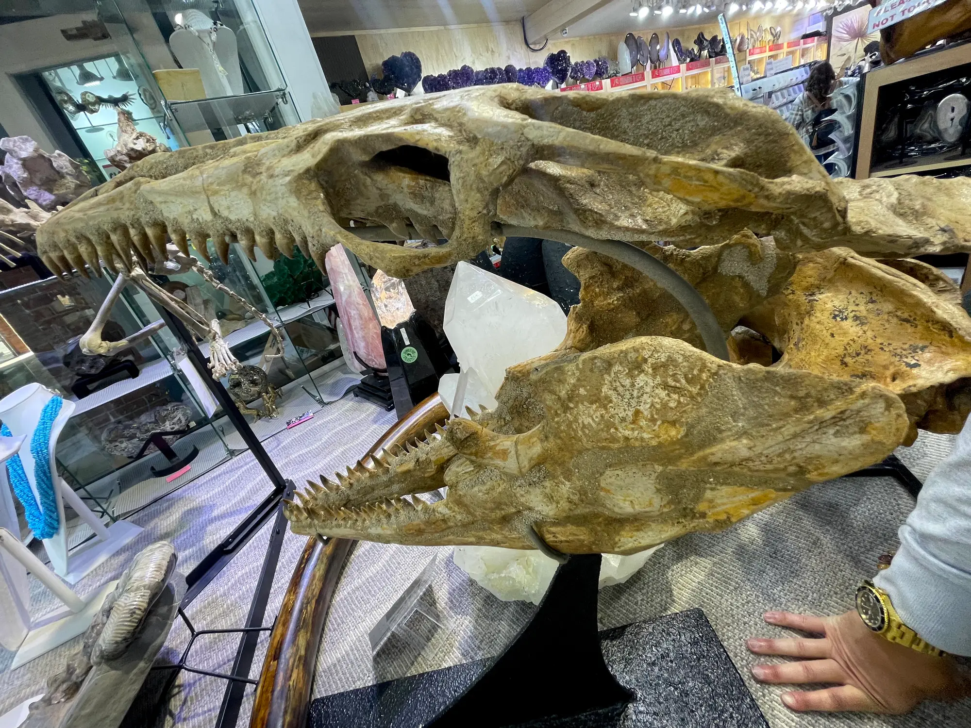Mosasaur Skull Dinosaur Fossil 17