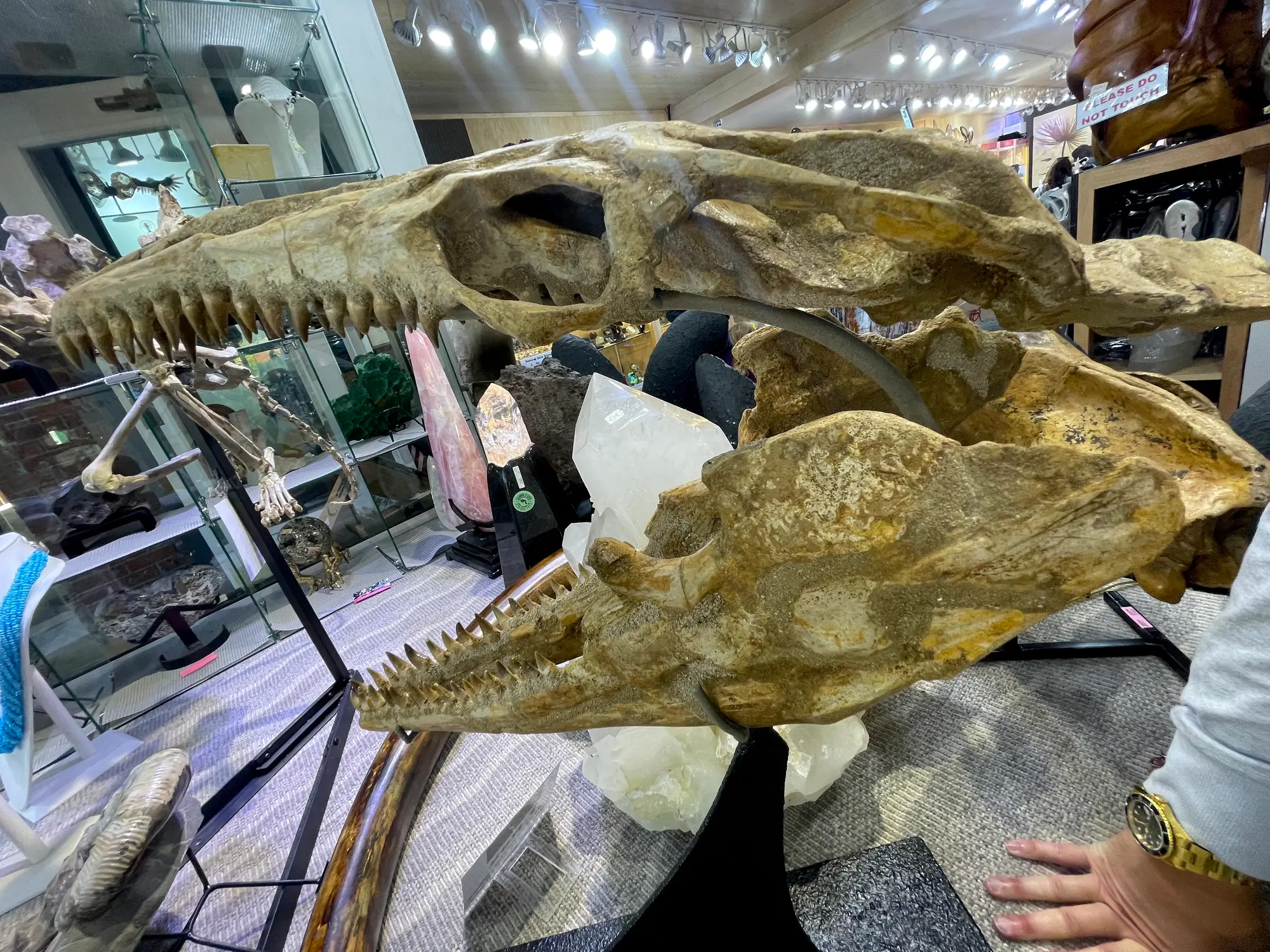 Mosasaur Skull Dinosaur Fossil 18