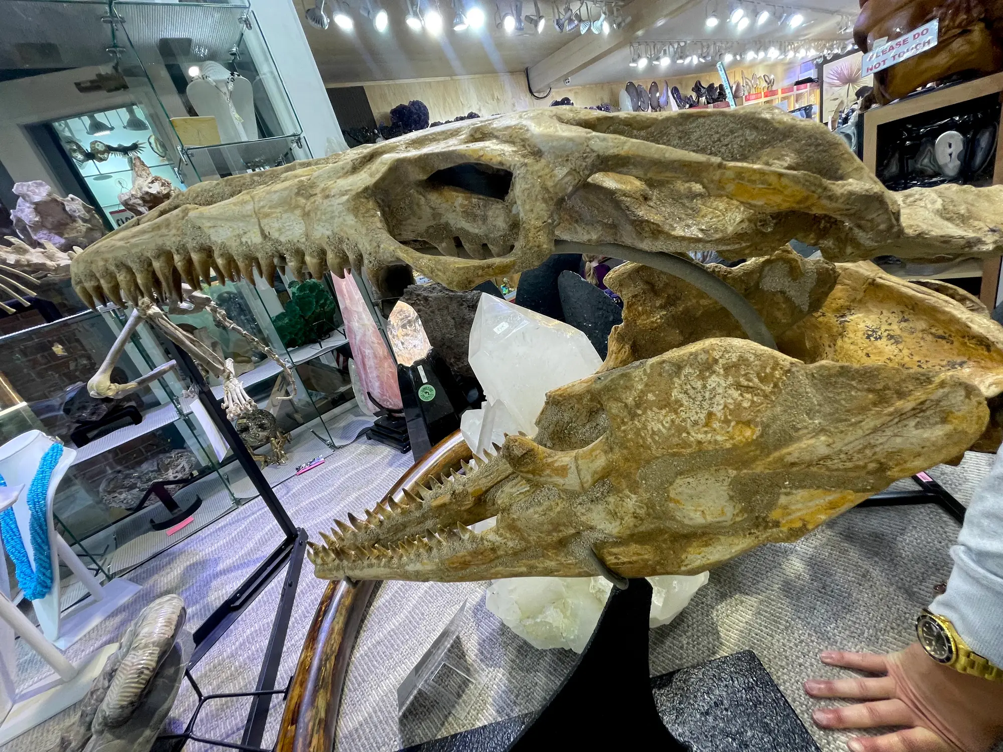 Mosasaur Skull Dinosaur Fossil 19