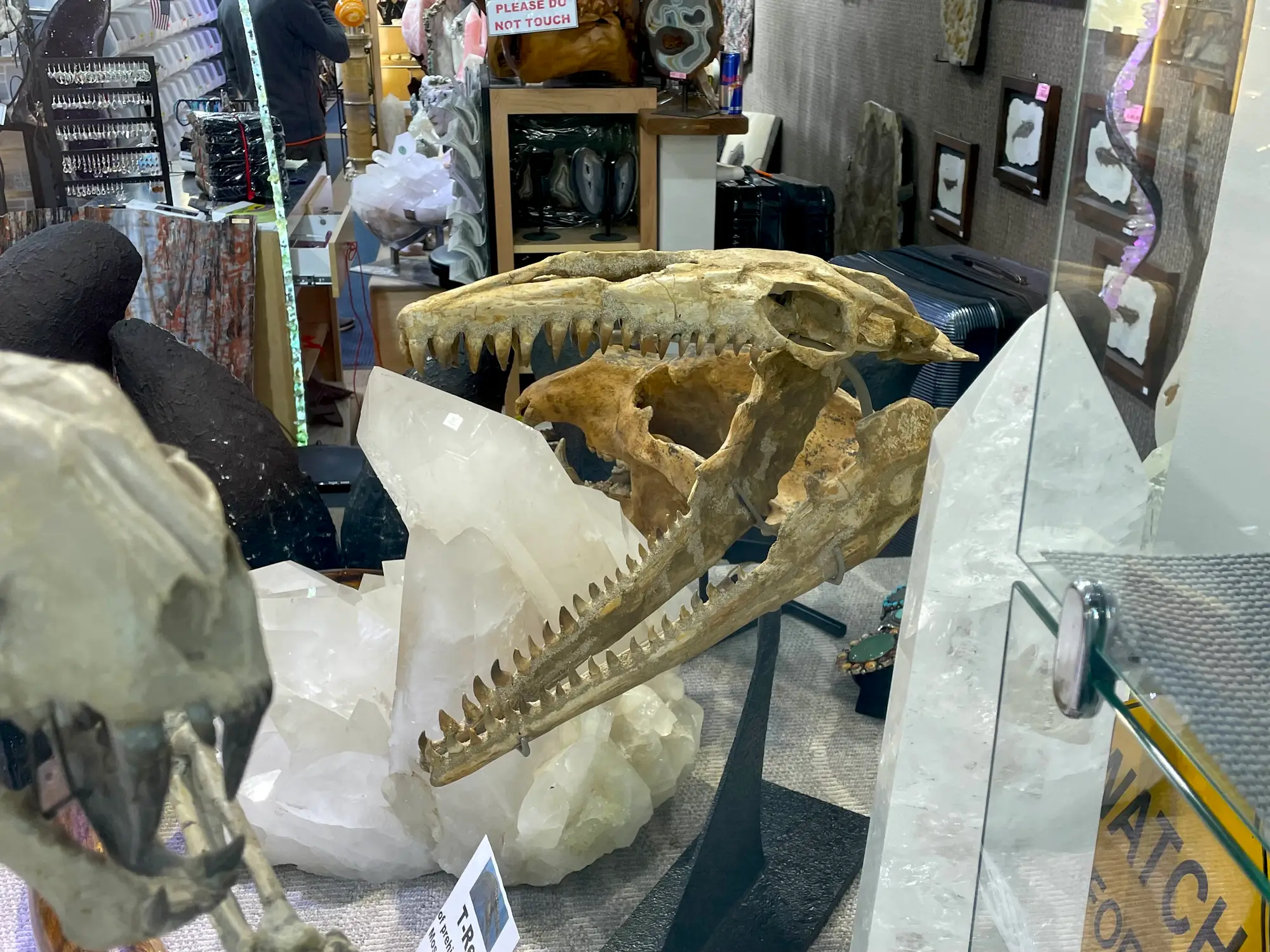 Mosasaur Skull Dinosaur Fossil 13