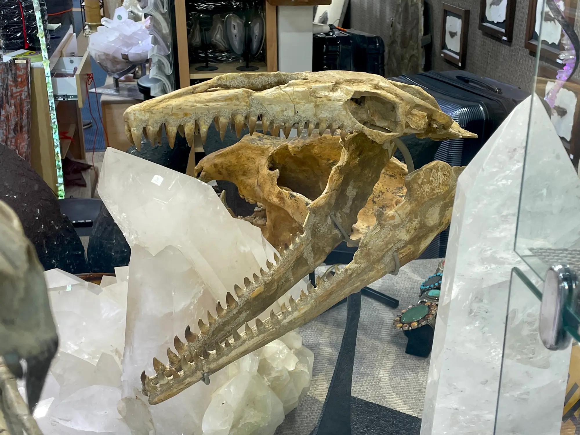 Mosasaur Skull Dinosaur Fossil 14