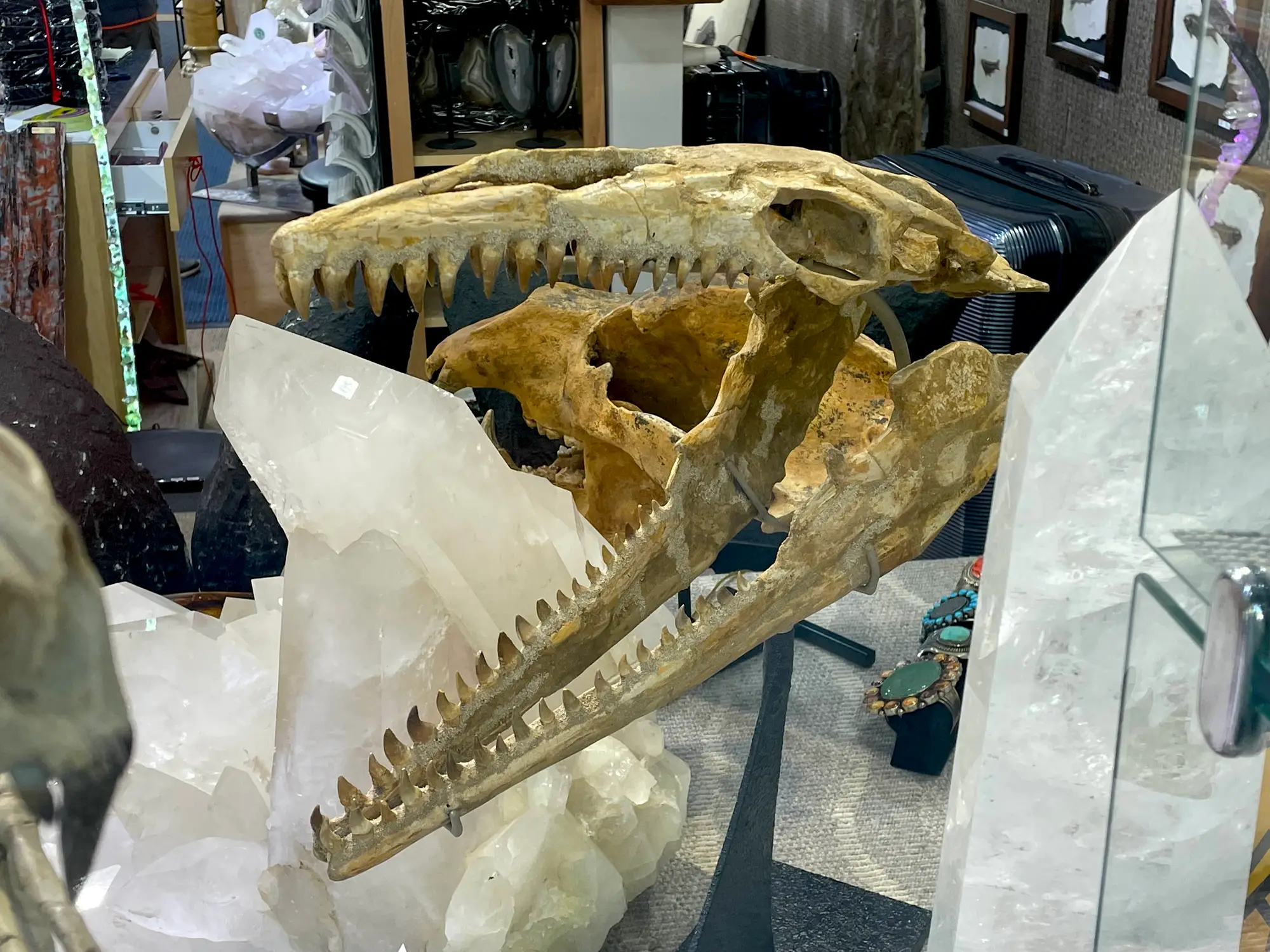 Mosasaur Skull Dinosaur Fossil 15