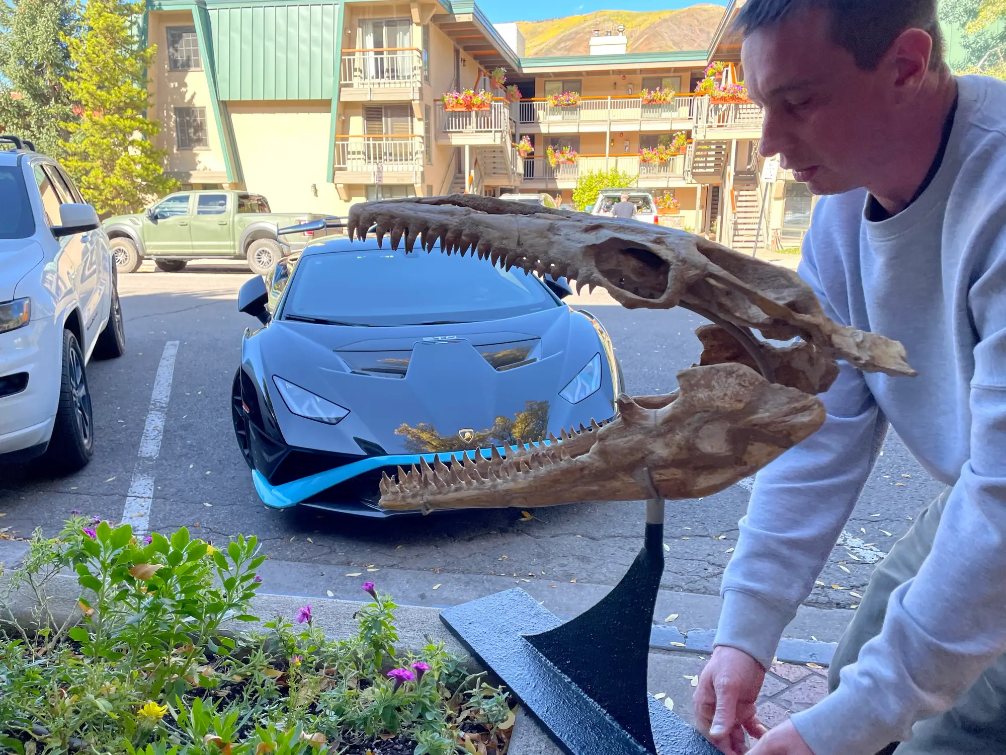 Mosasaur Skull Dinosaur Fossil 25