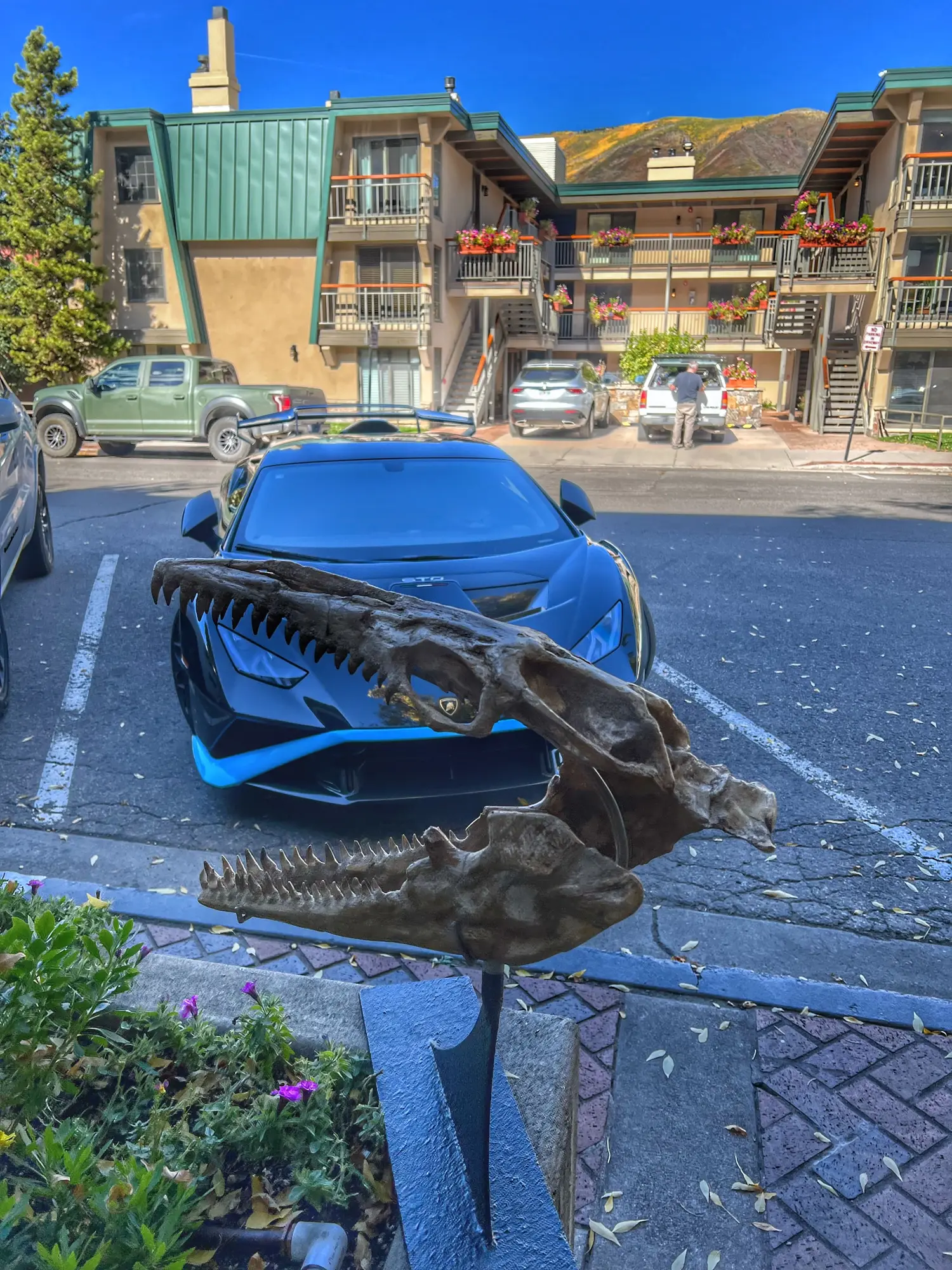 Mosasaur Skull Dinosaur Fossil 26